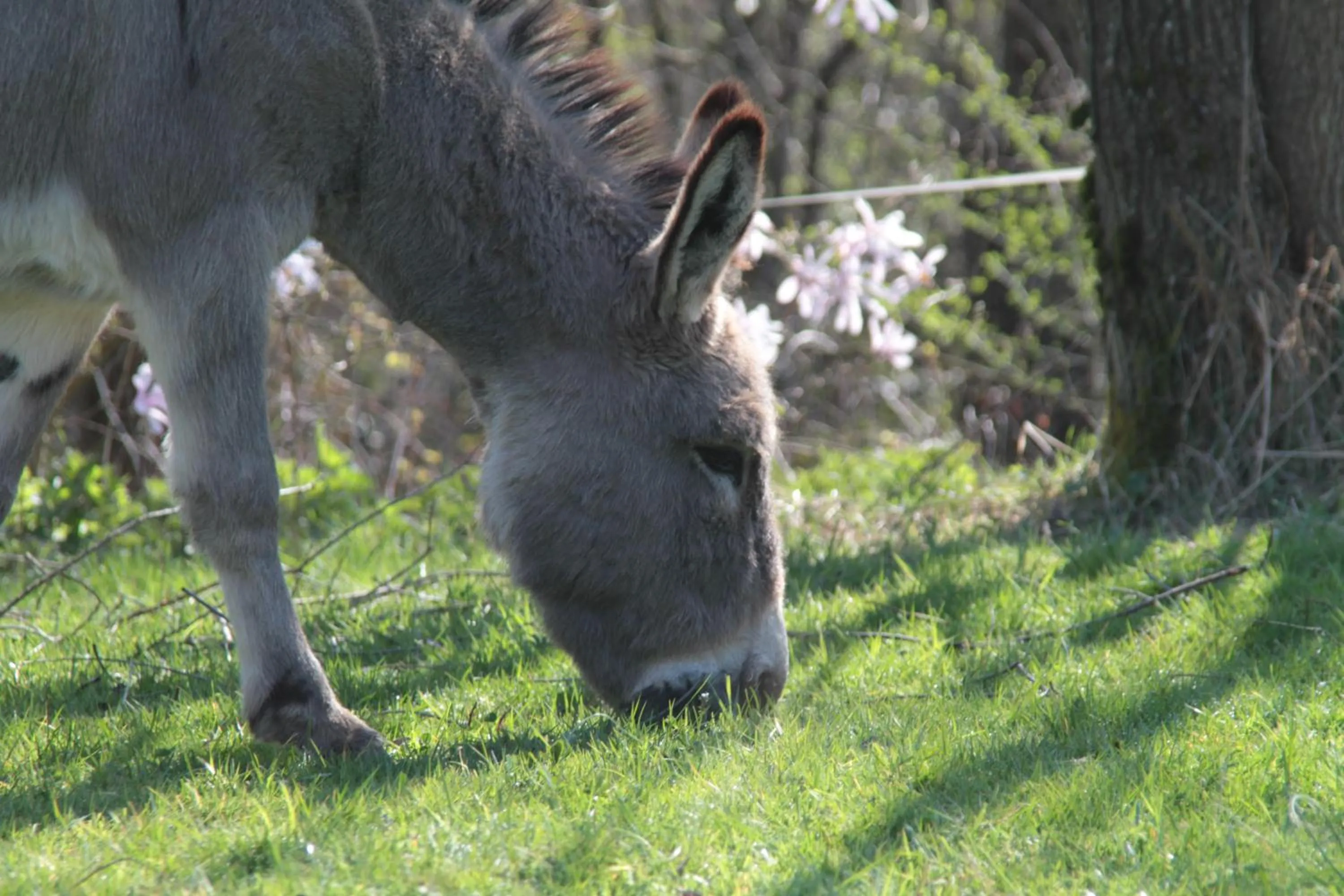Animals in Ô Saveur de l’Instant