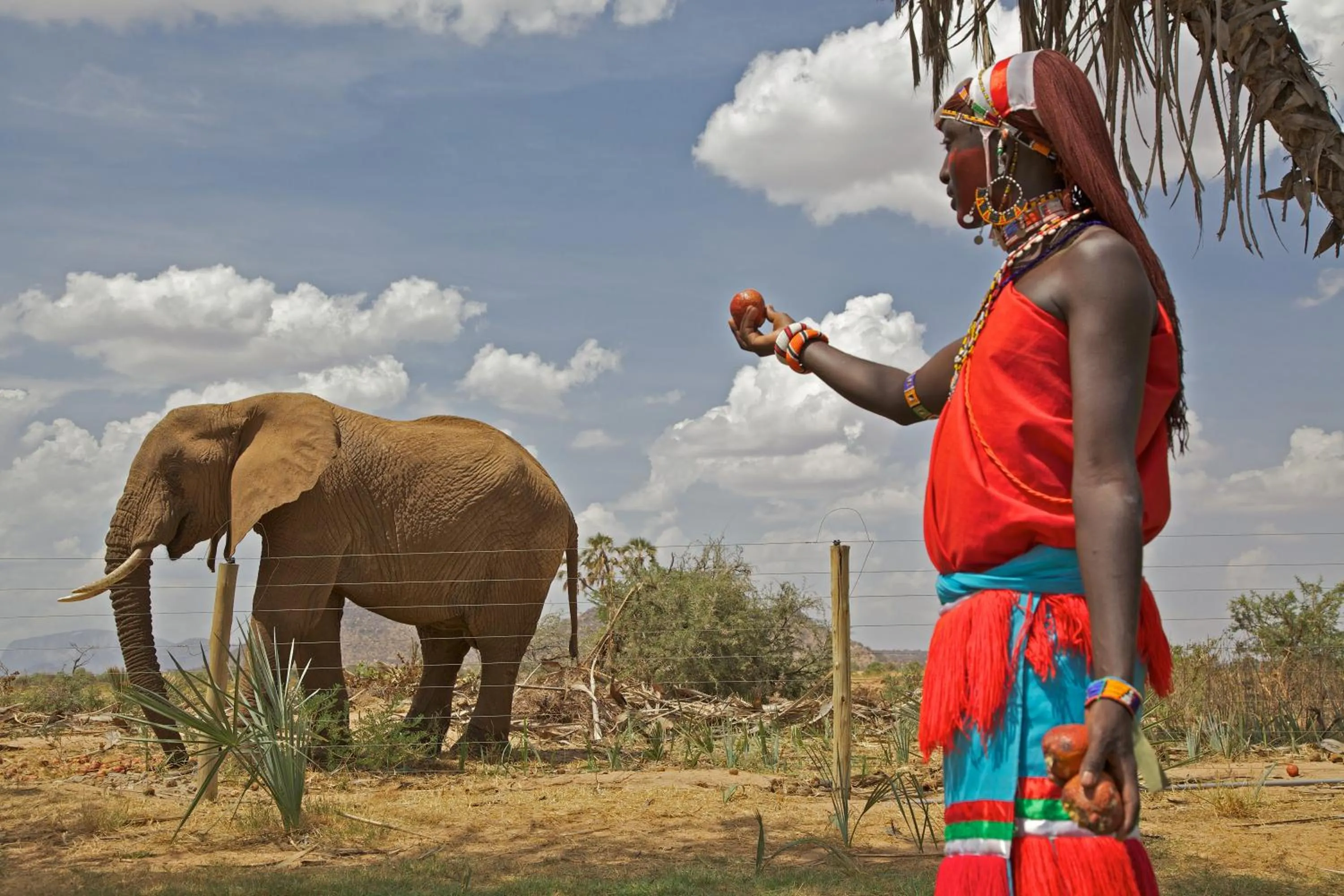 Animals in Ashnil Samburu Camp