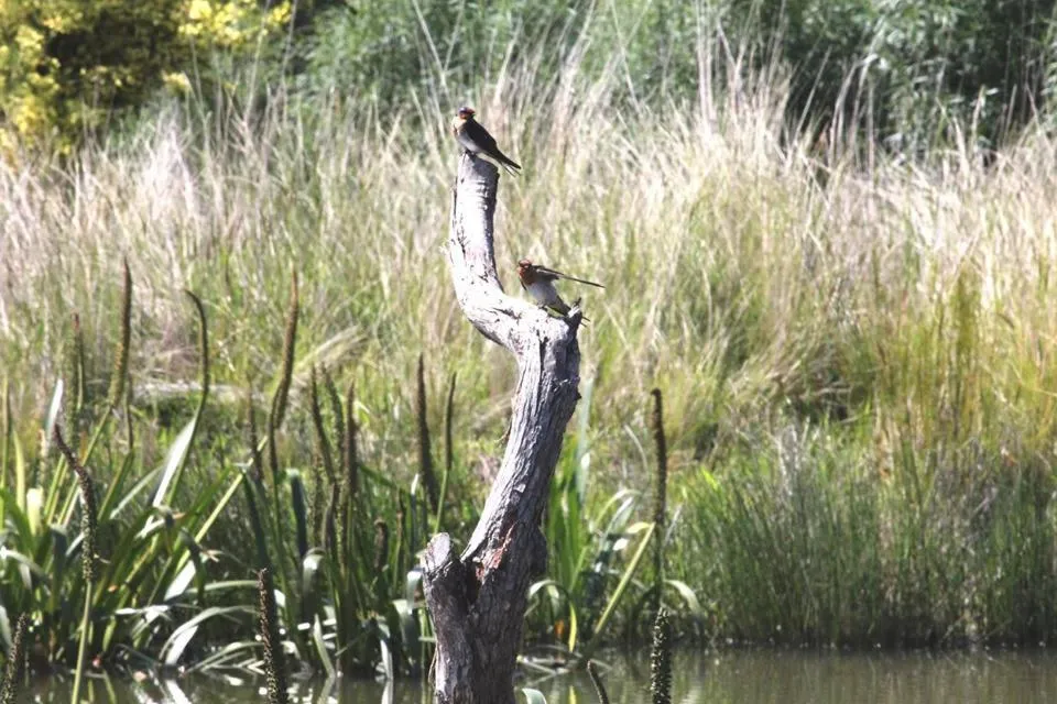 Natural landscape in Messmates Luxury Eco Suites