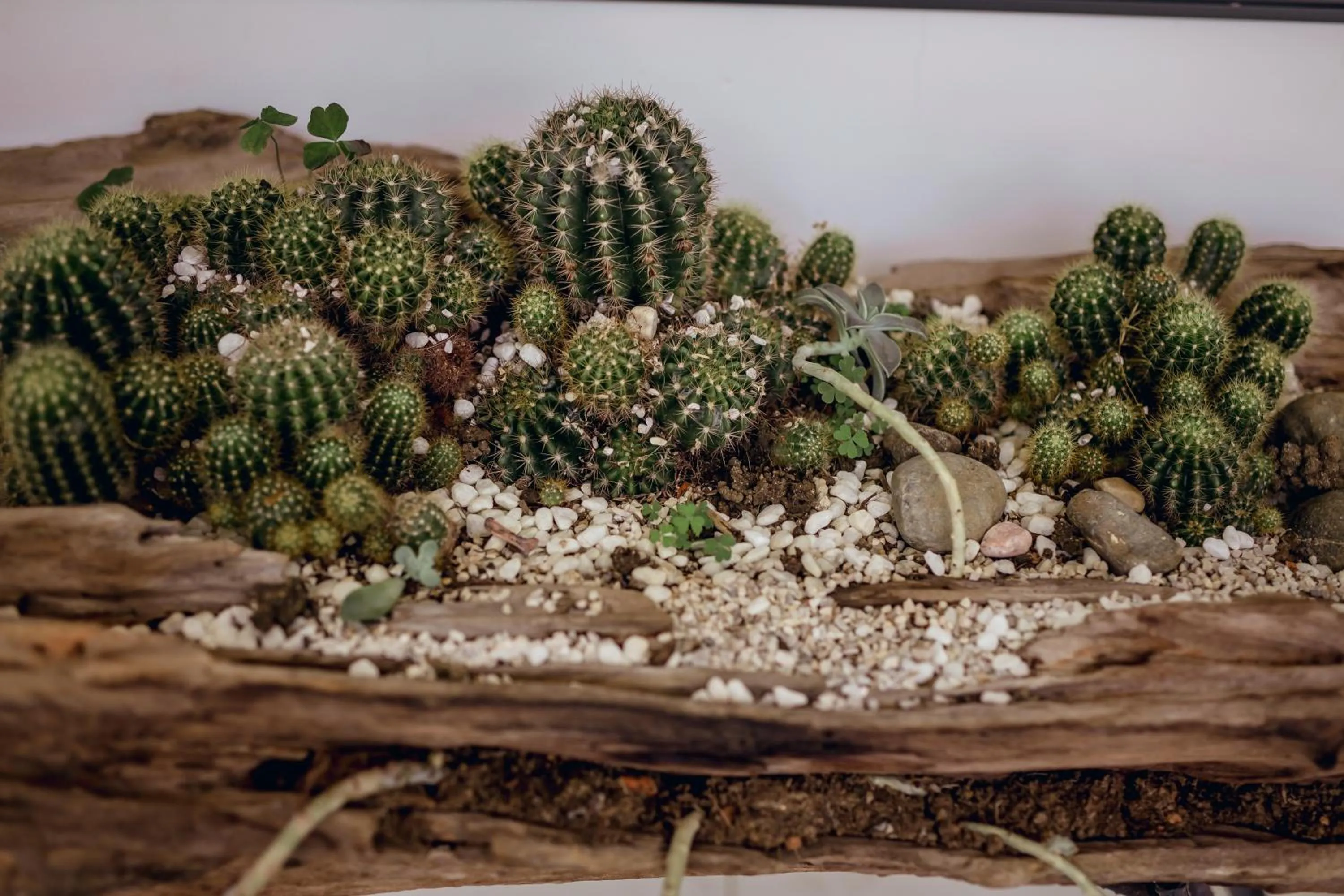 Garden in Nhat Quang Hotel