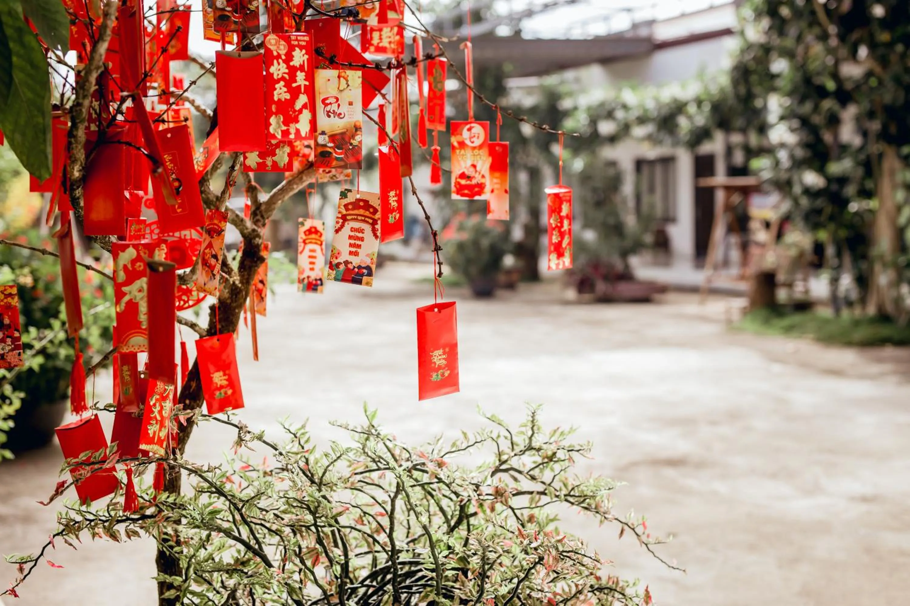 Garden in Nhat Quang Hotel