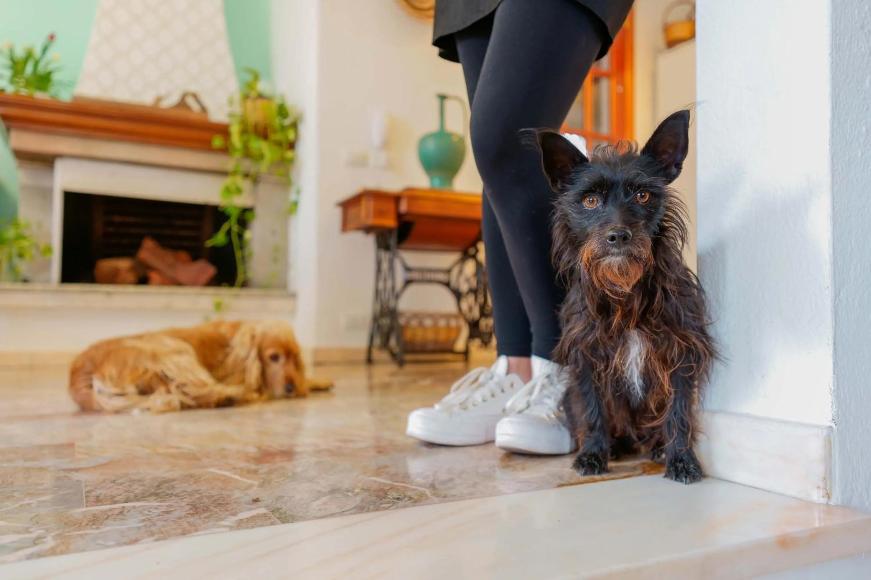 Animals in BB 1987 Pula