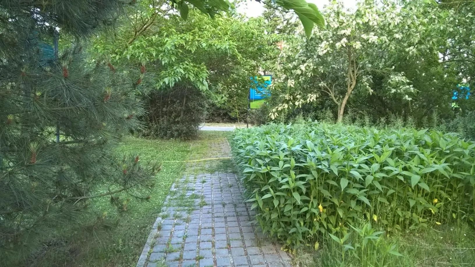 Garden in Rose Canine B&B