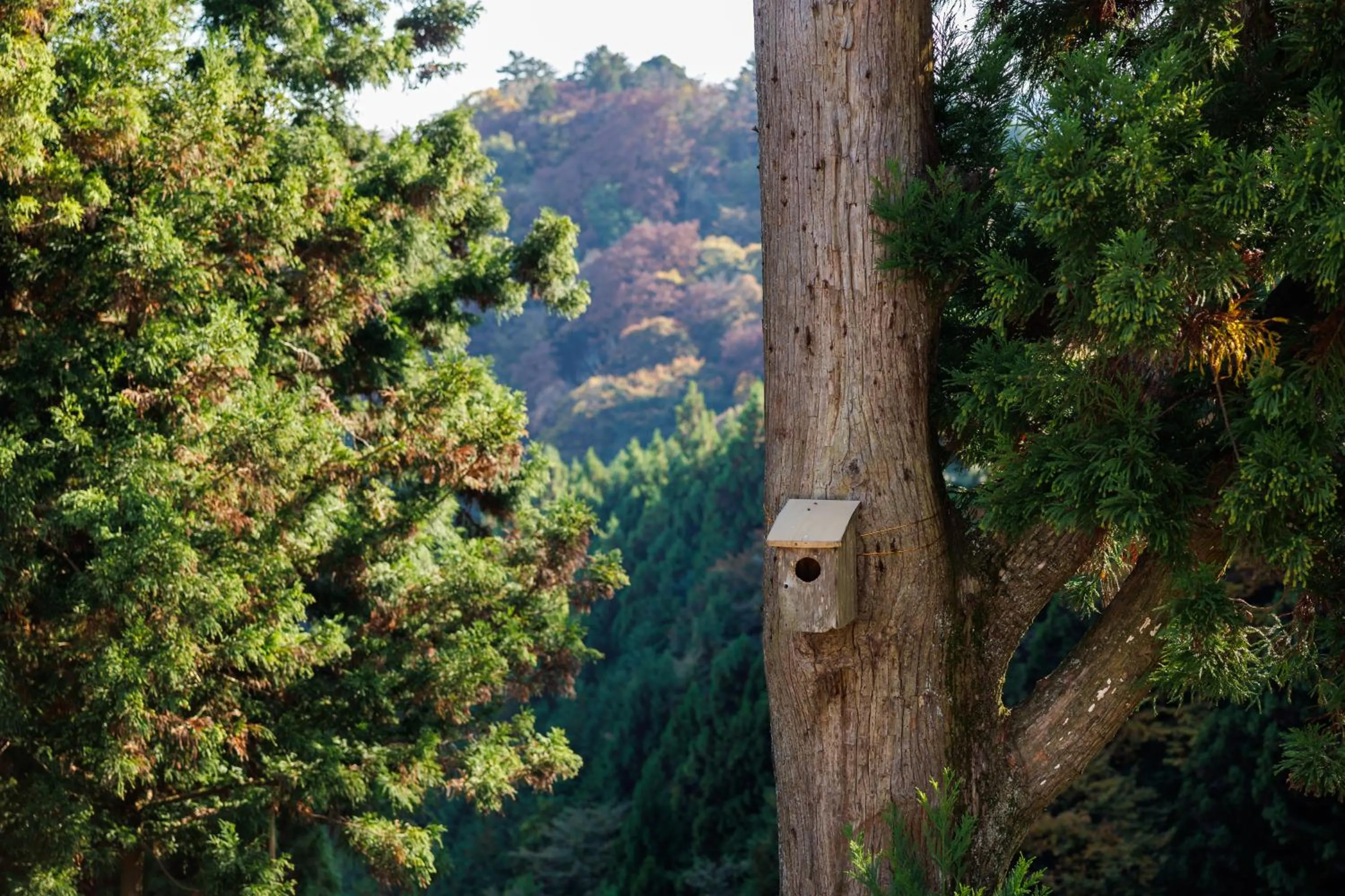 Day in Shukubo Komadori-Sanso