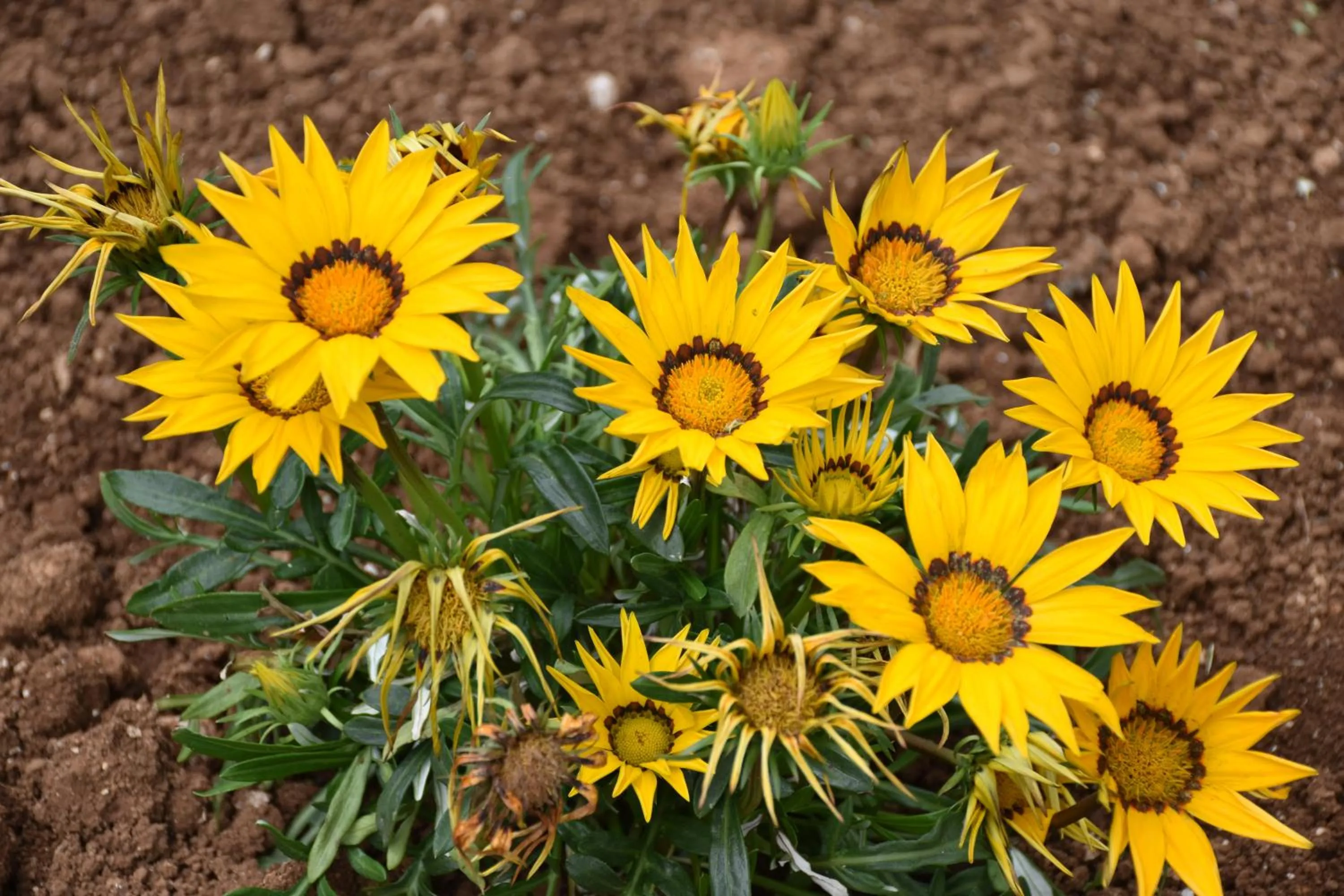 Floor plan in B&B NEL VERDE