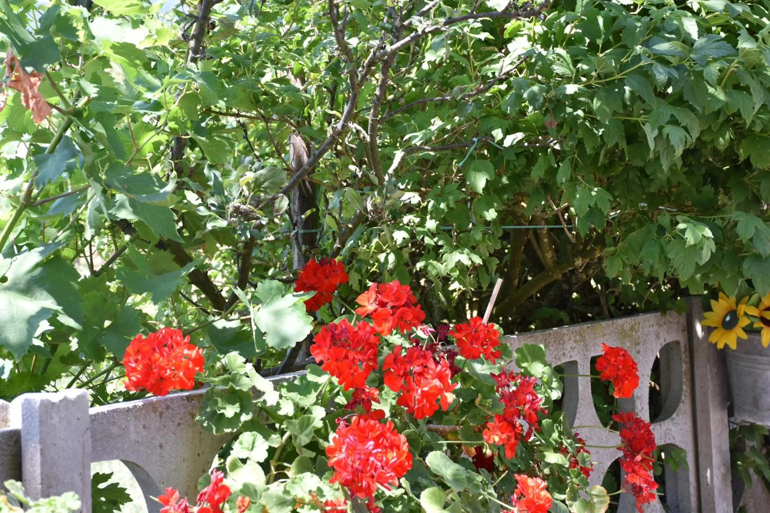 Garden view in B&B NEL VERDE