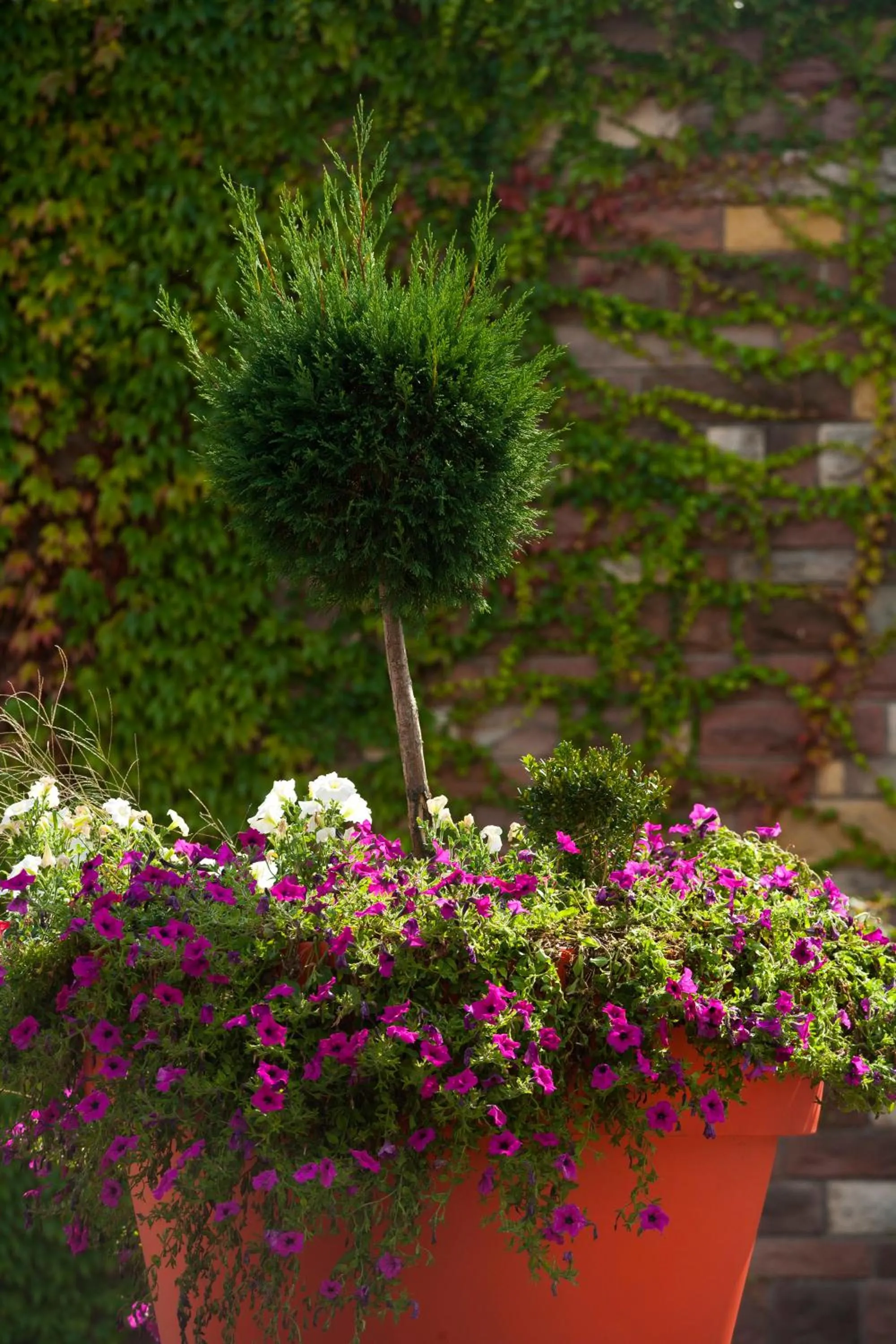 Garden in Hôtel Restaurant Logis La Palette