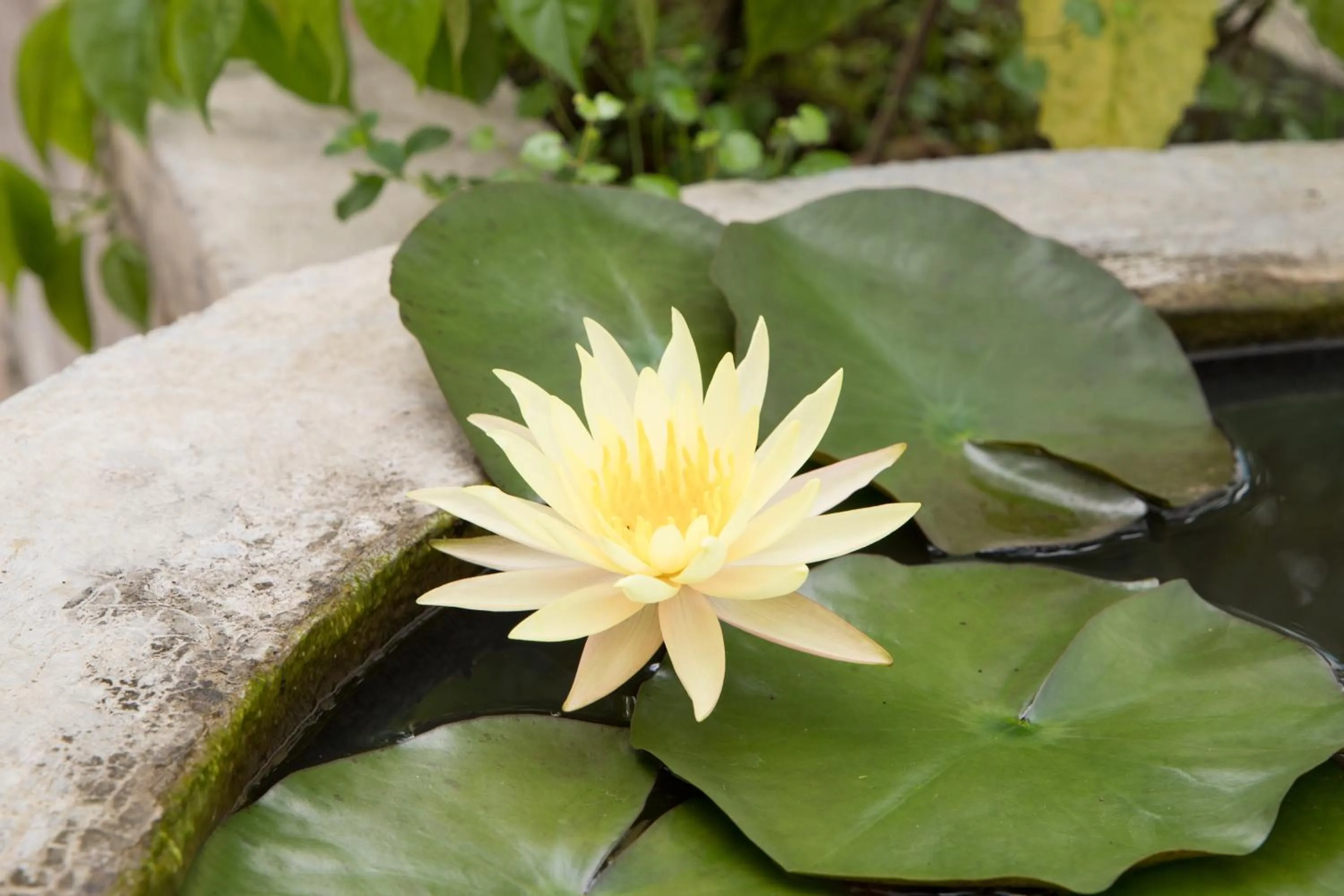 Garden in Phong Nha An An Homestay