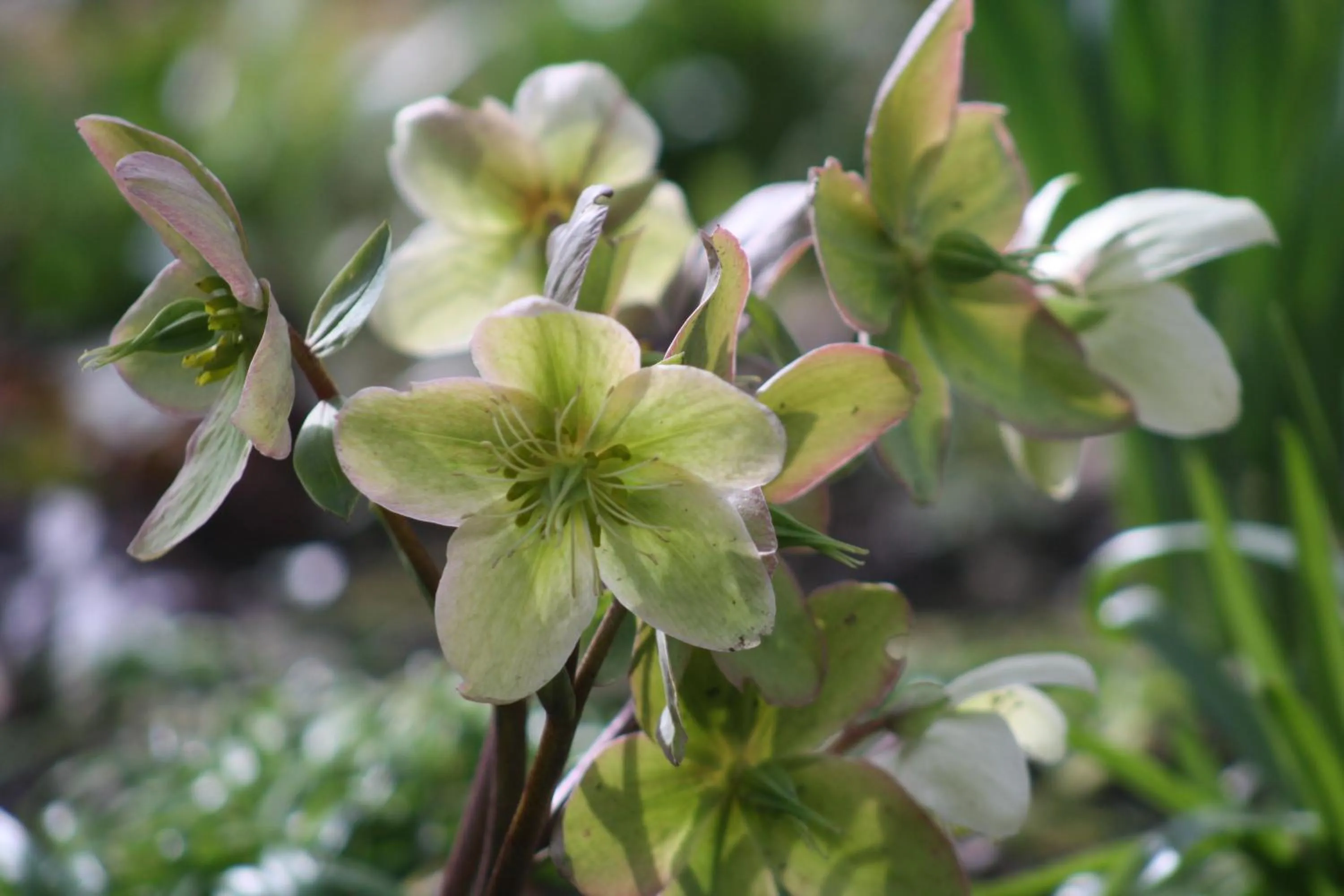 Garden in Ebberley Escapes