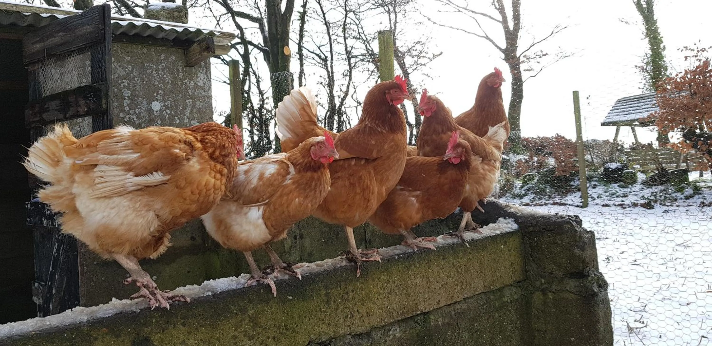 Animals in Ebberley Escapes