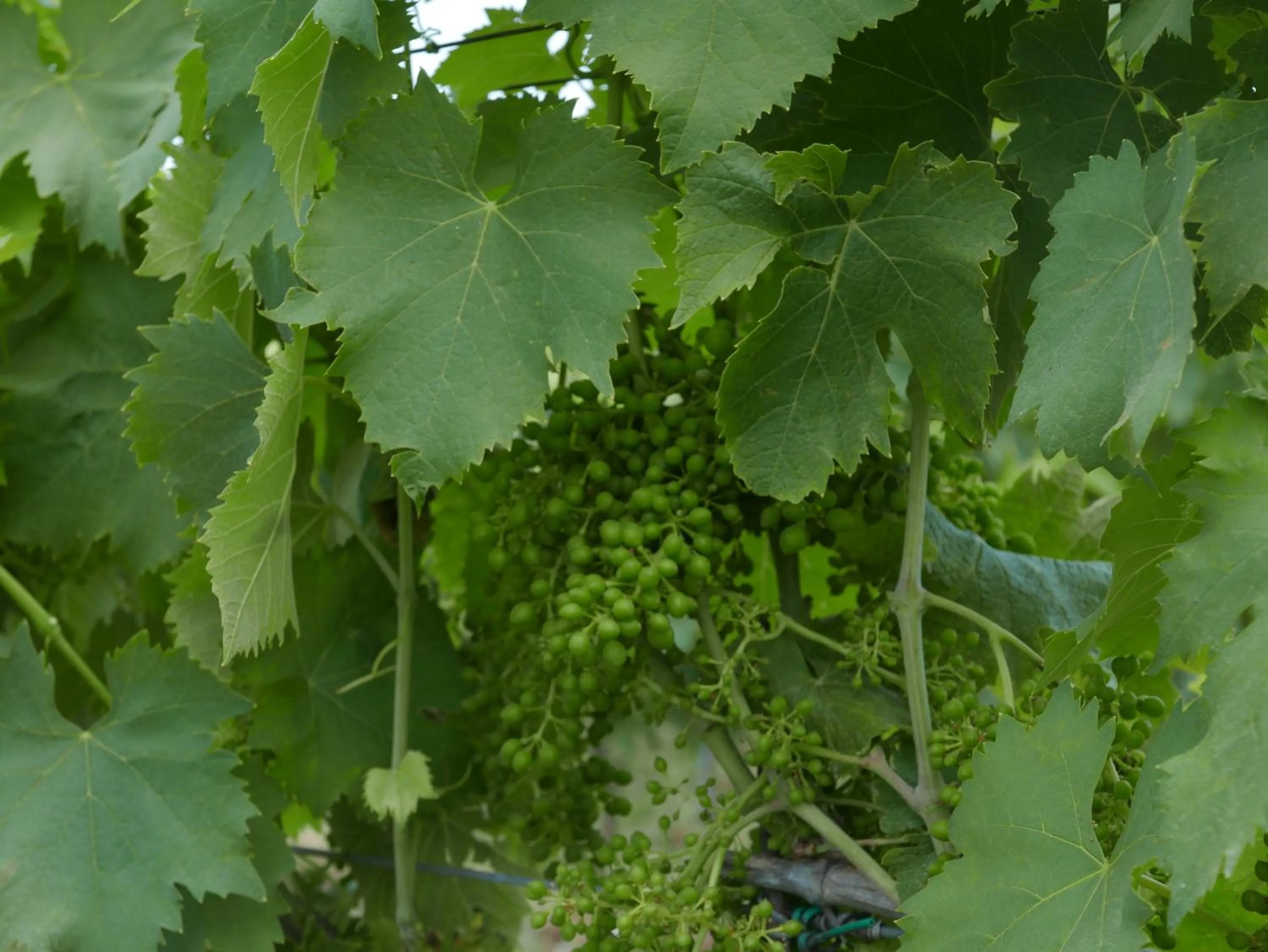 Natural landscape in Villa Cavalletti