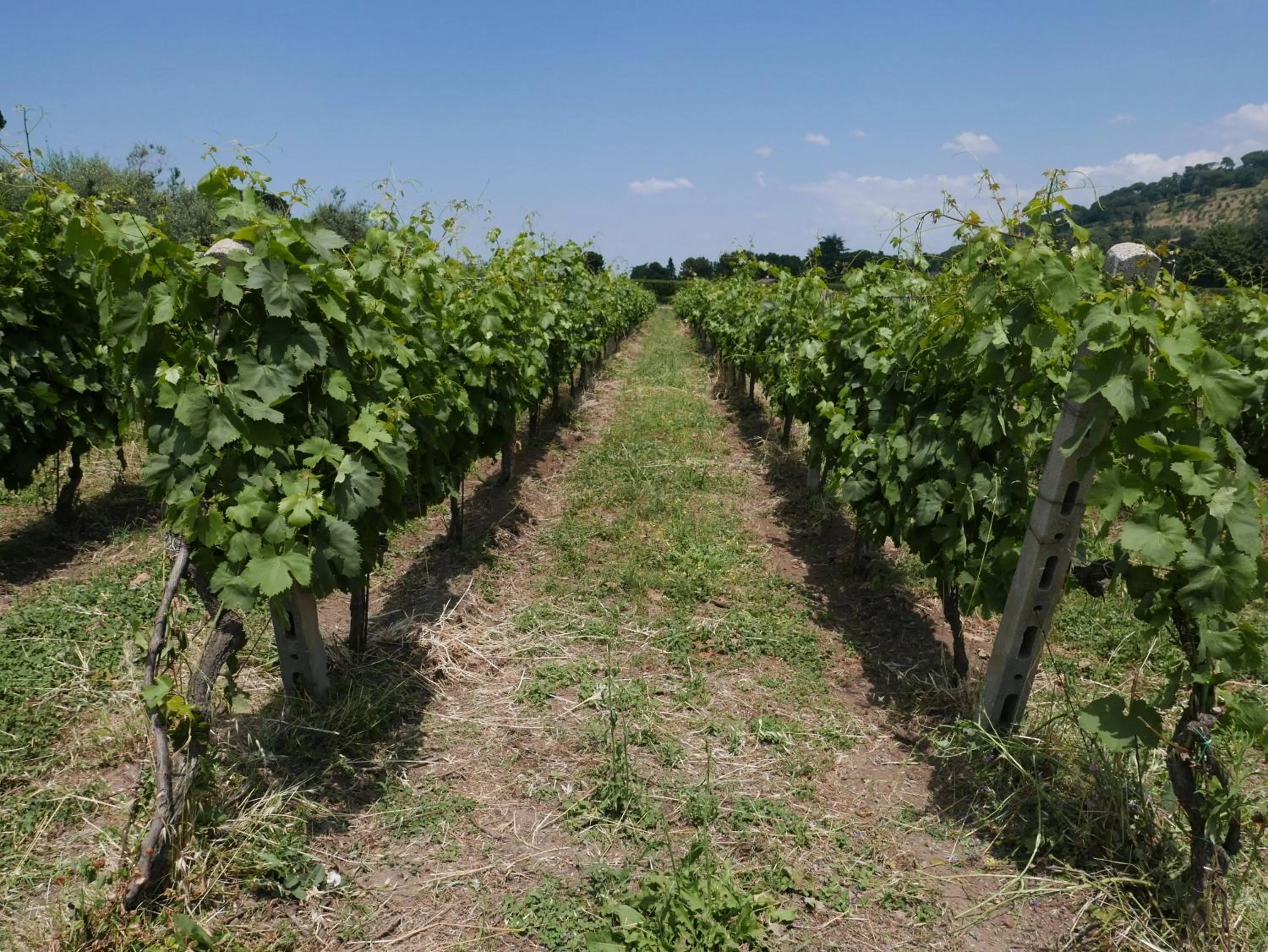 Natural landscape in Villa Cavalletti