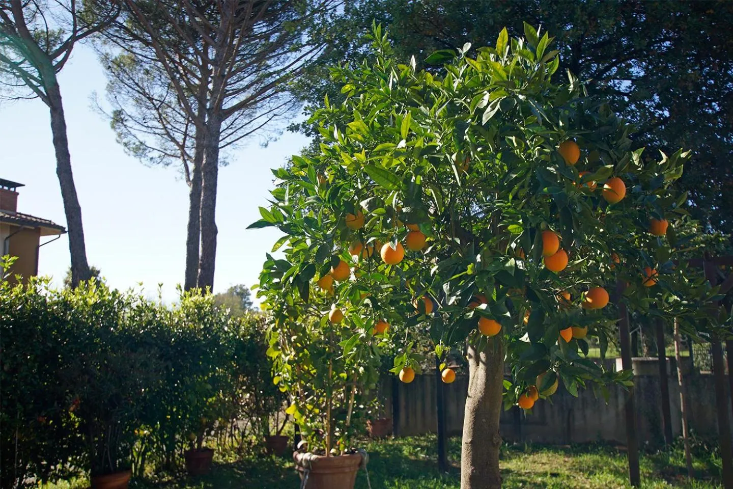 Garden in Bed & Breakfast Bel Giorgio