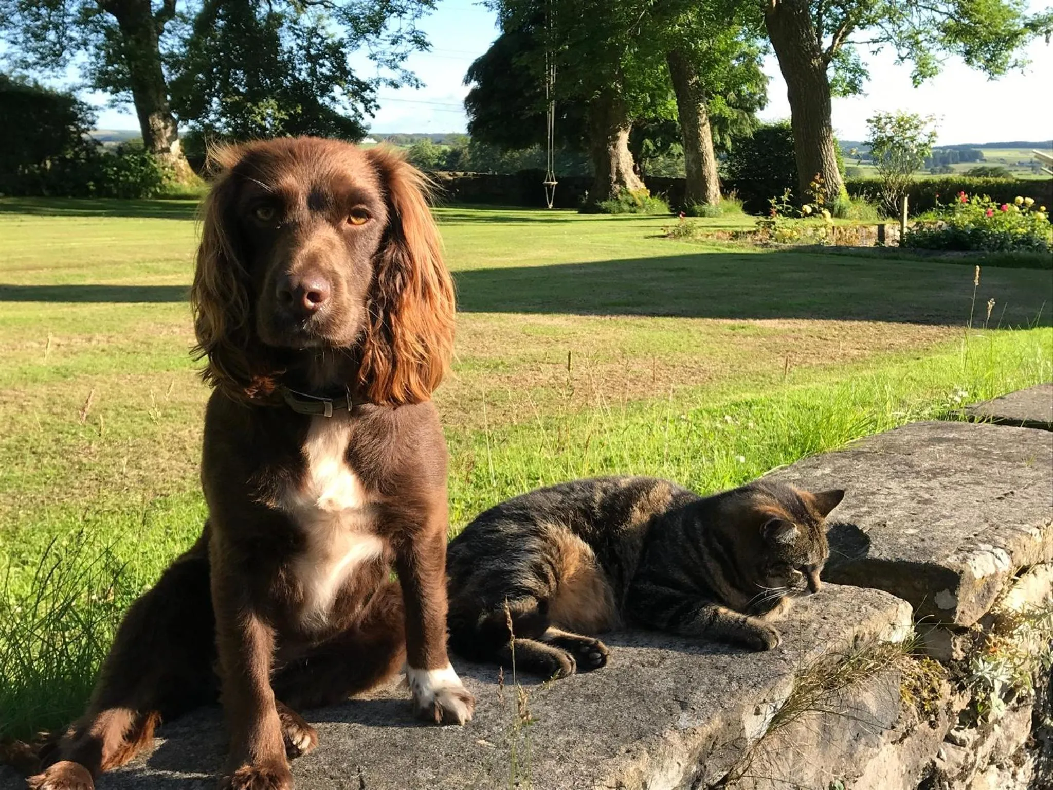 Pets in South Craighall B&B