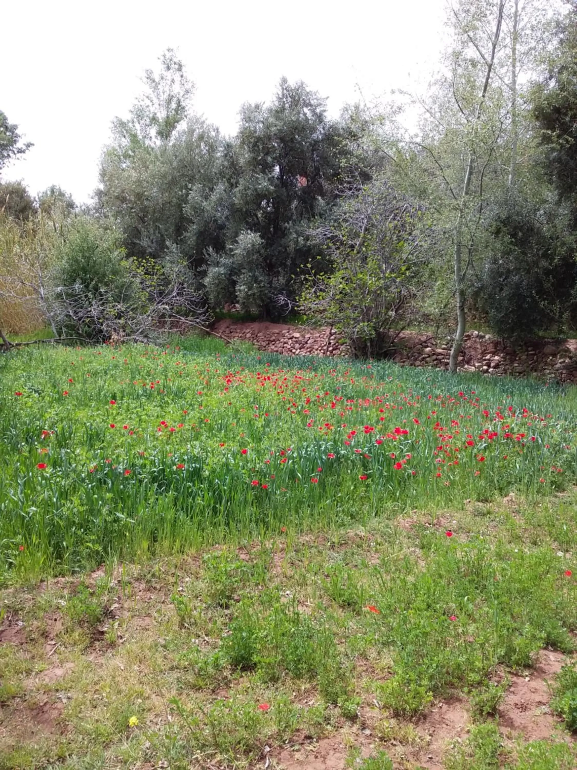 Day in Maison D'hote Amazir DADES