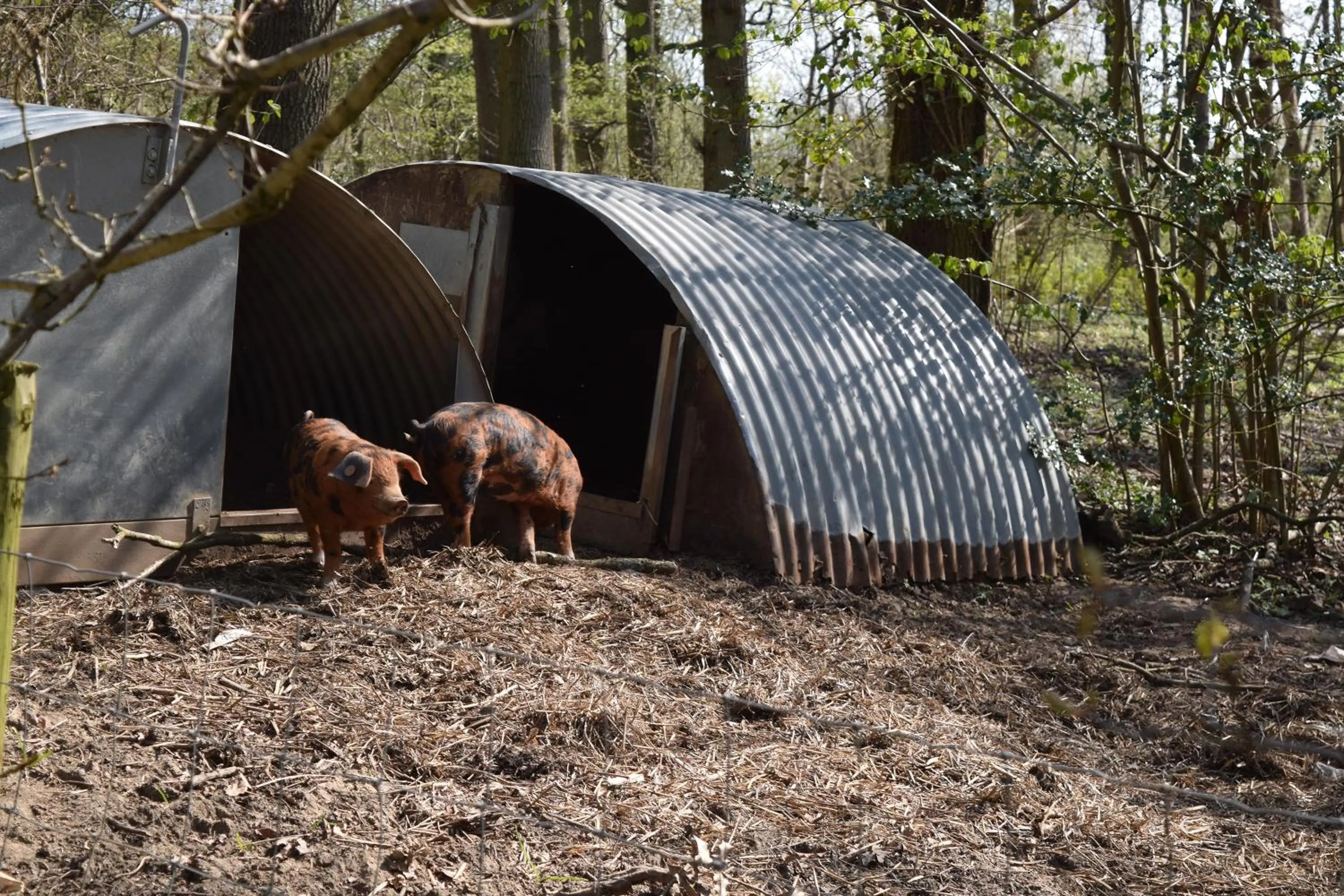 Animals in Oakside Lodge Guest House