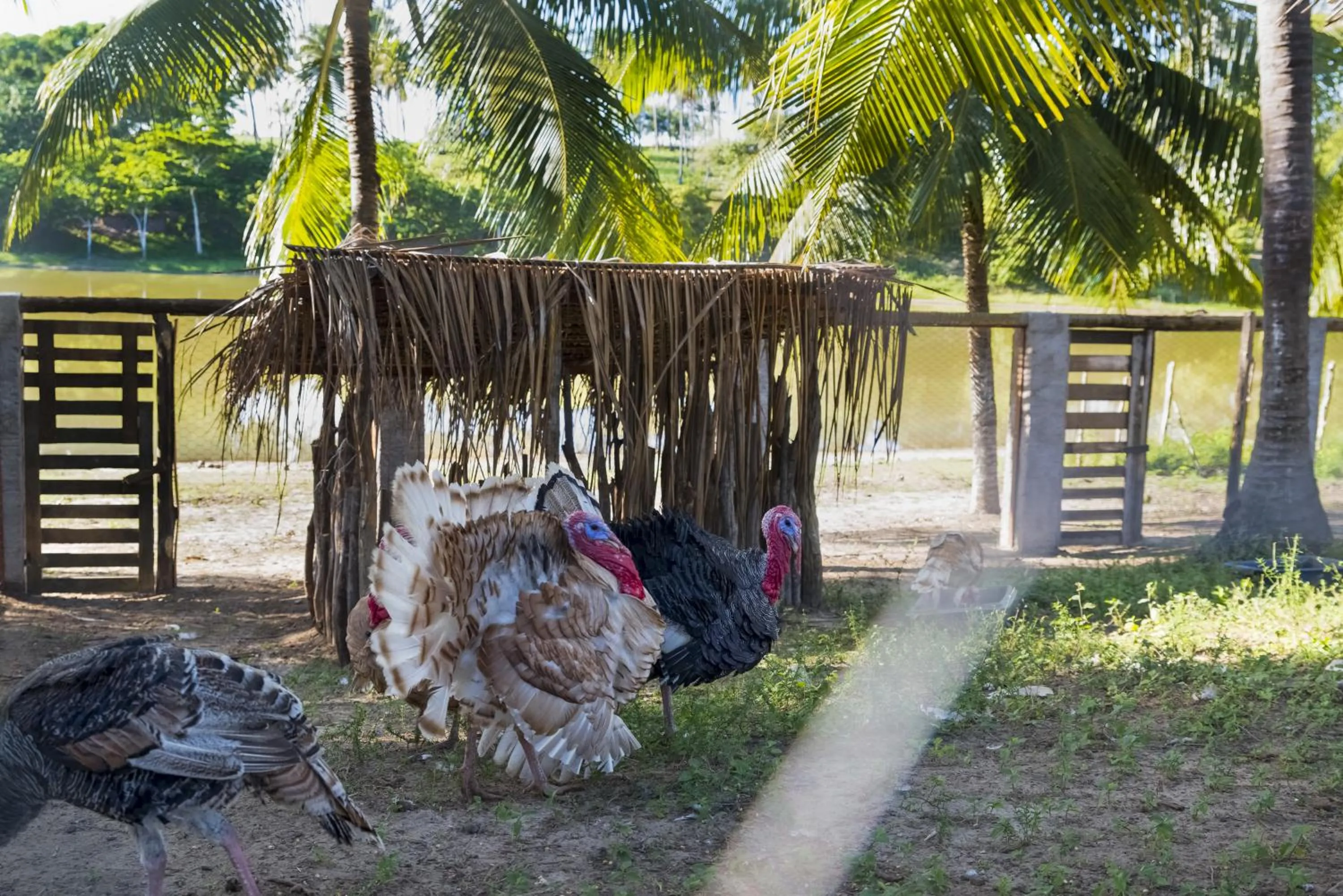 Pets in Fazenda Fiore Resort