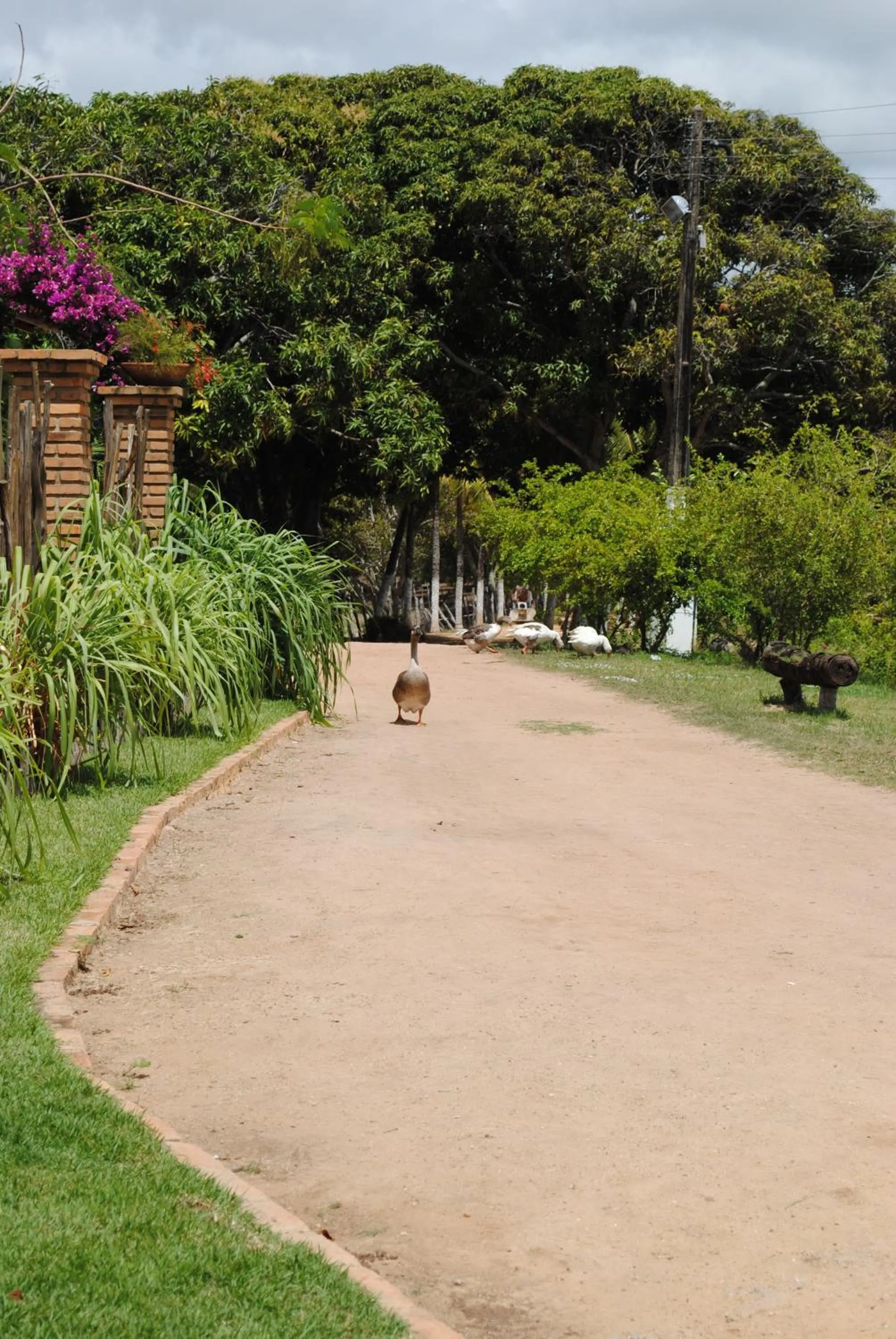Animals in Fazenda Fiore Resort