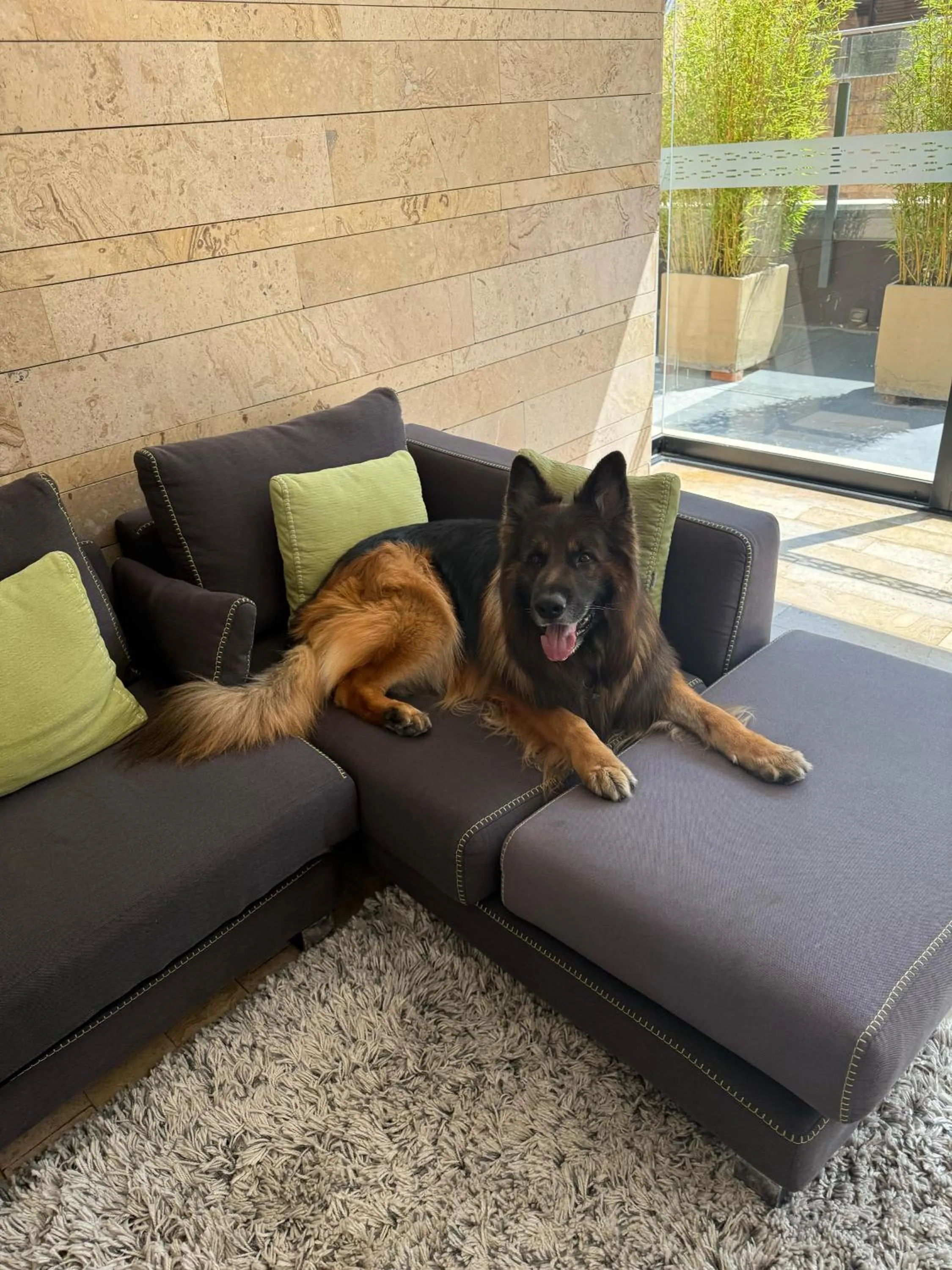 Pets in Central Apartamentos Bogotá