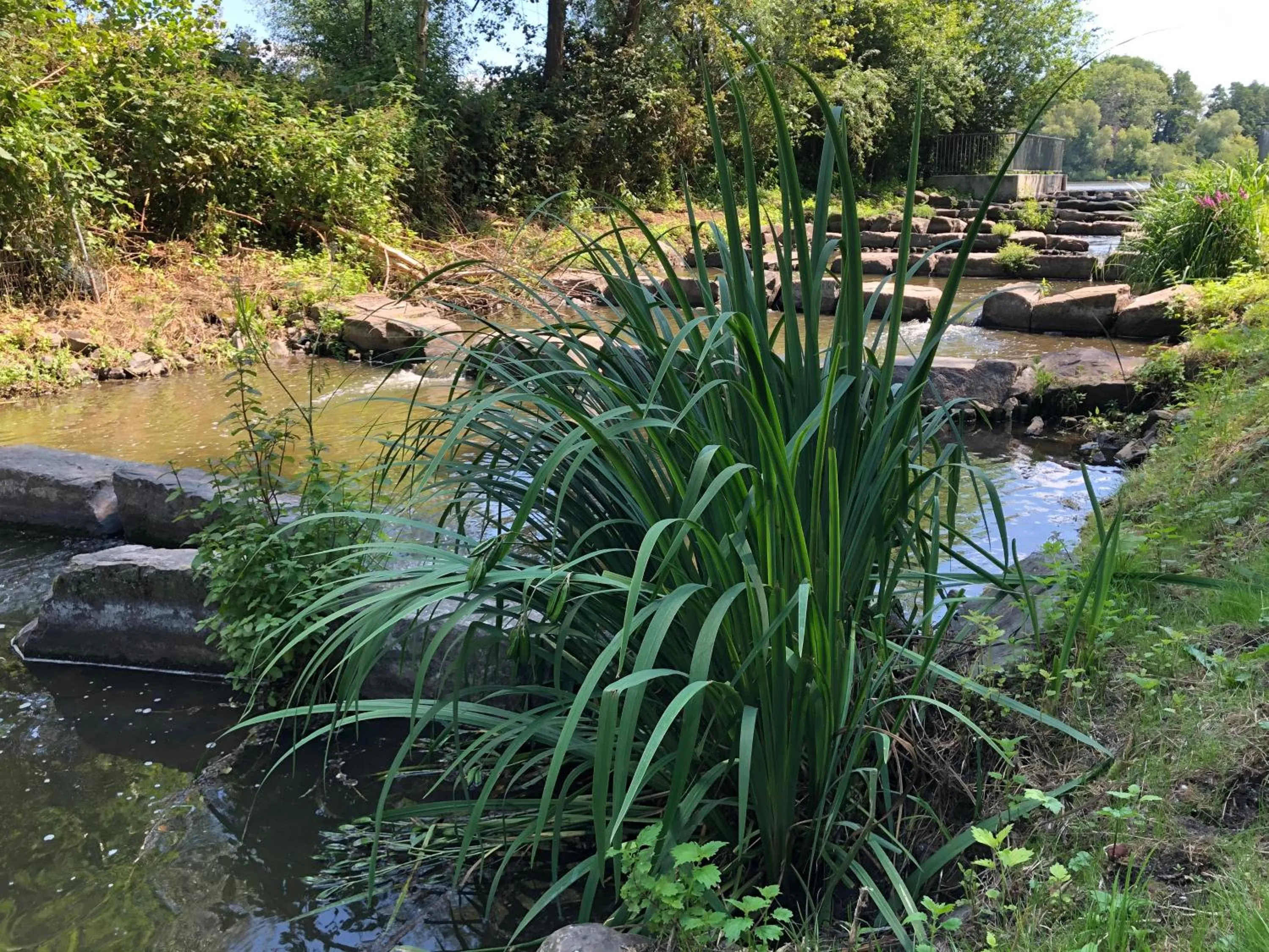 Natural landscape in Hotel Haus am Rieth