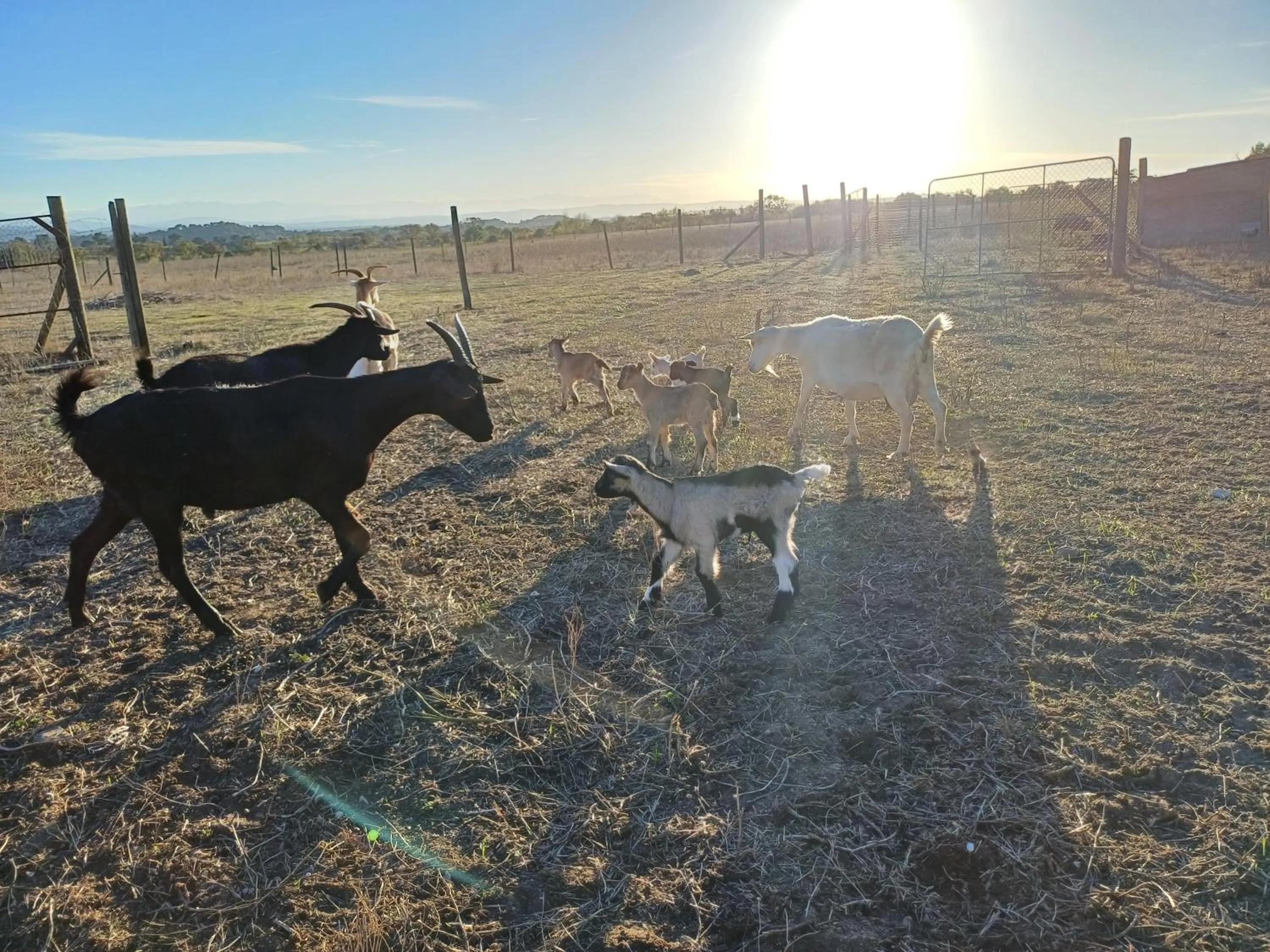 Animals in Domaine de la Matte