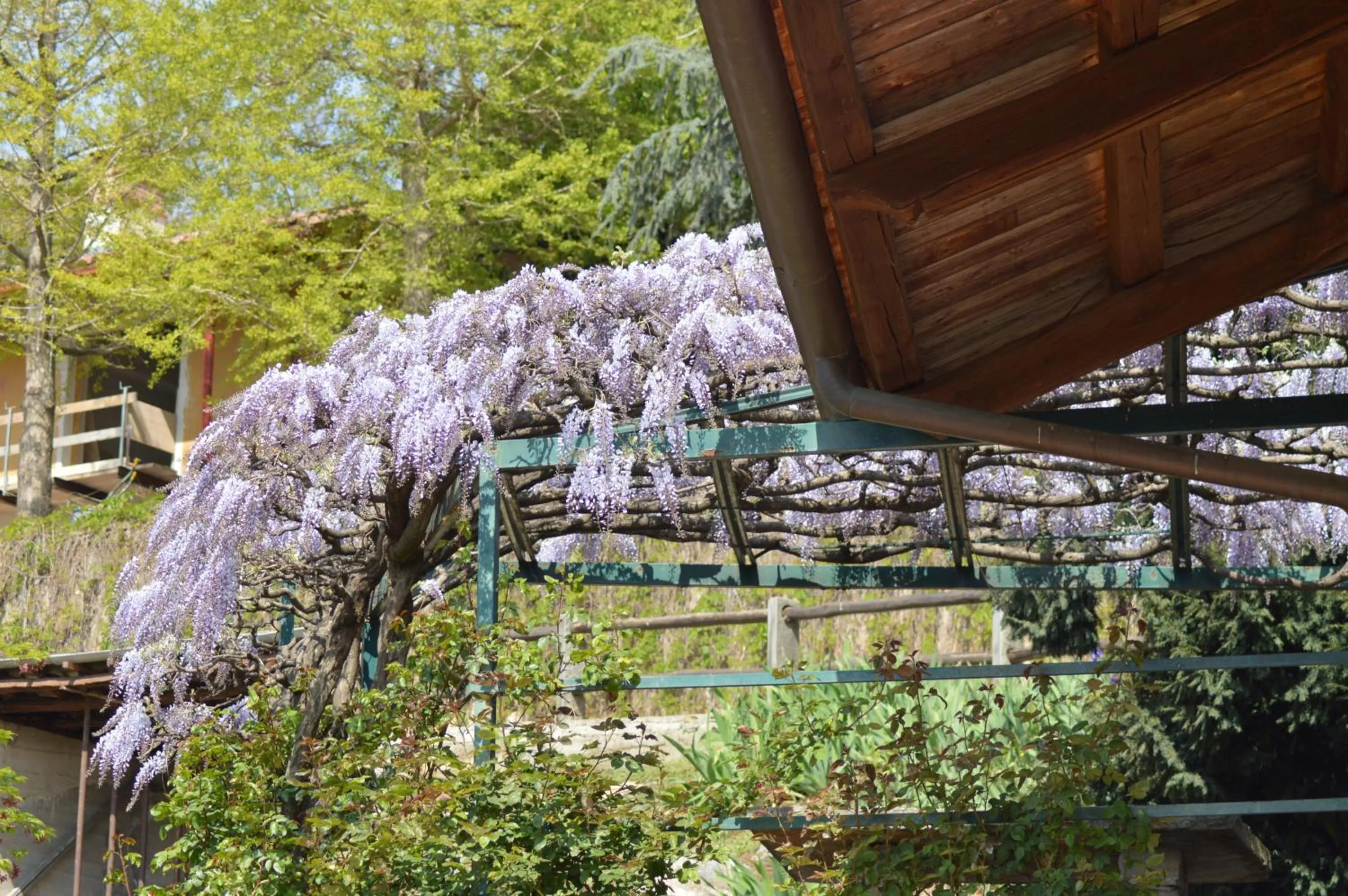 Garden in L'uovo e la faina