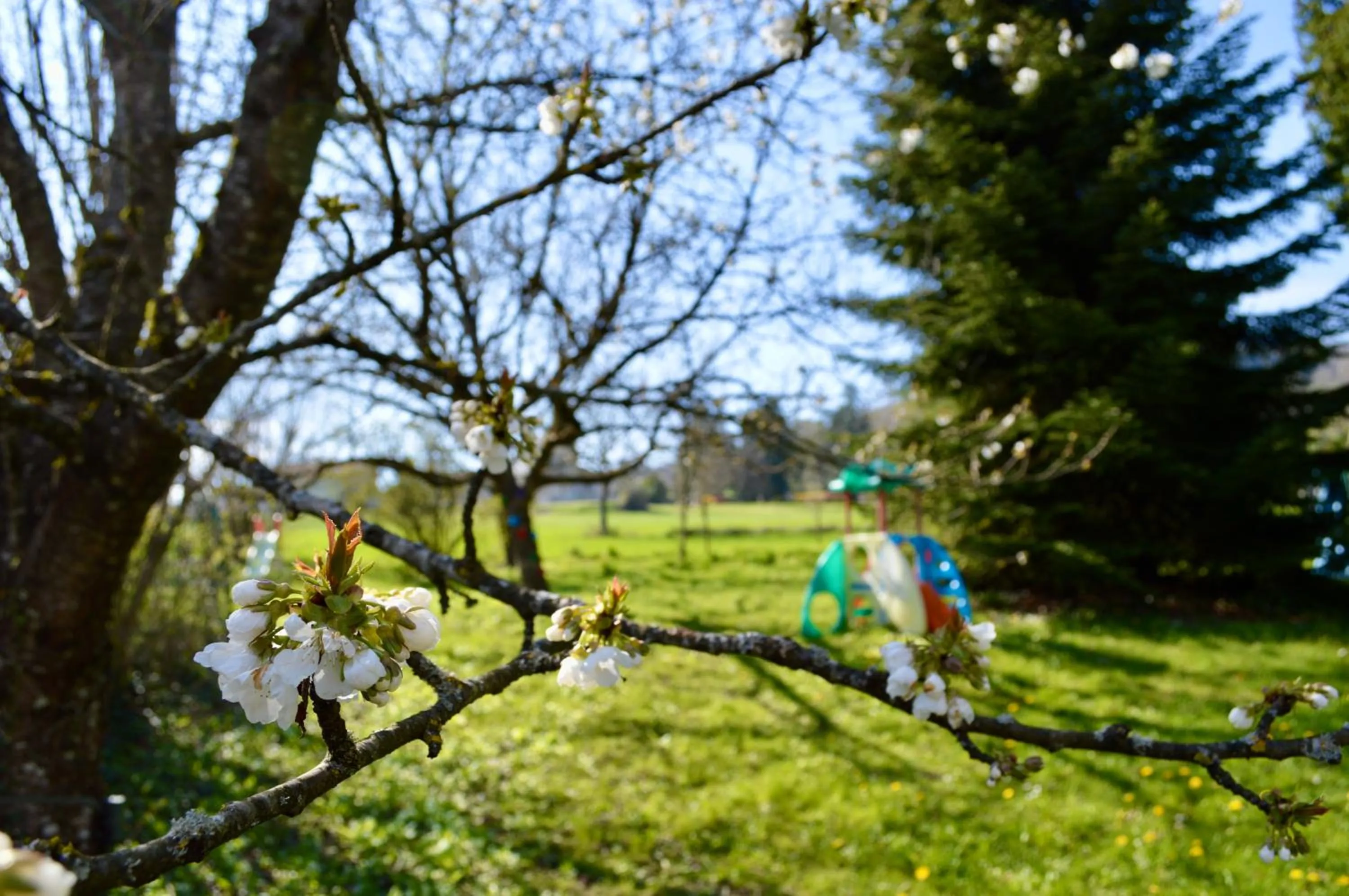 Garden in Maison Maliga J&G House