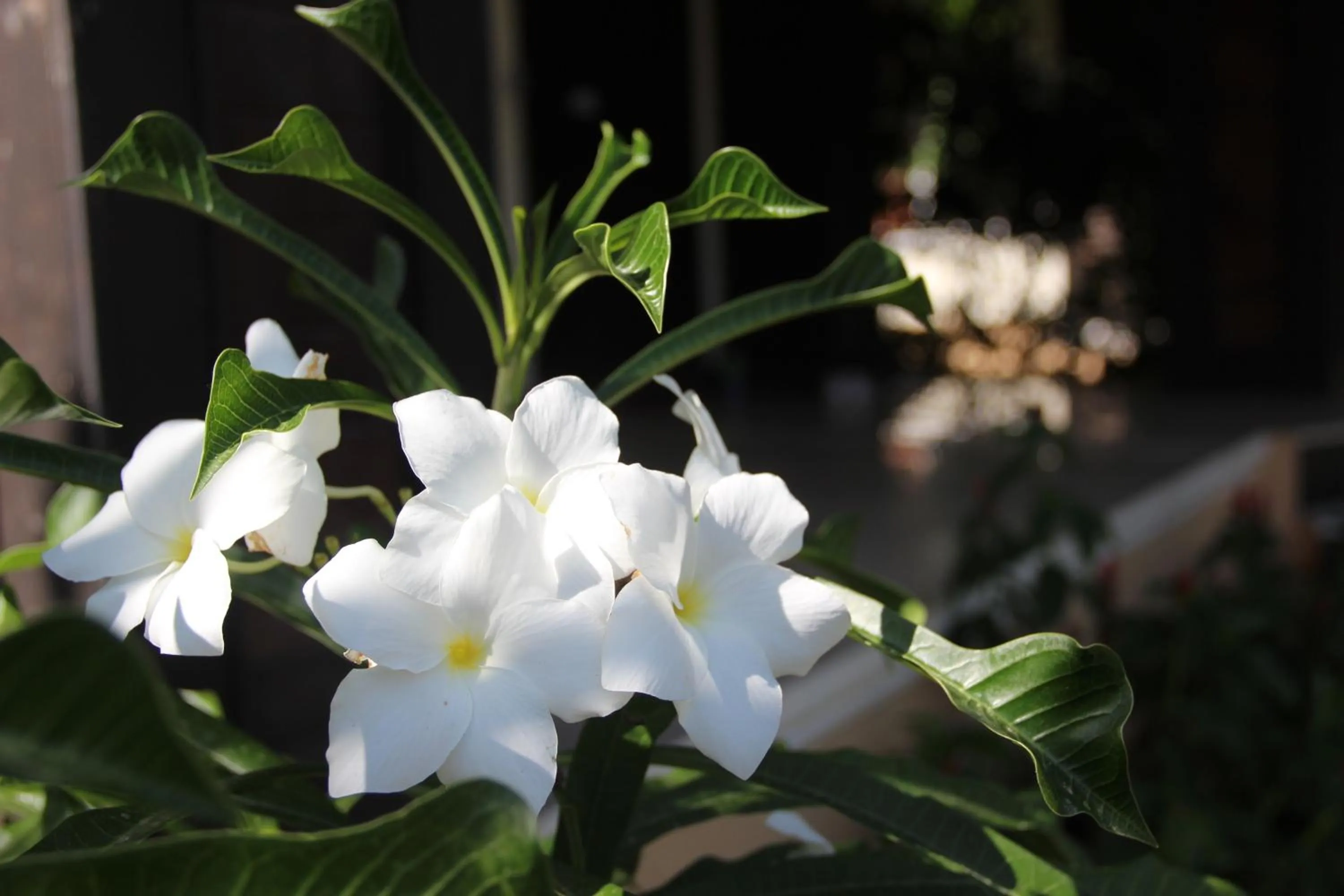Garden in Oscar Villa Aonang Krabi