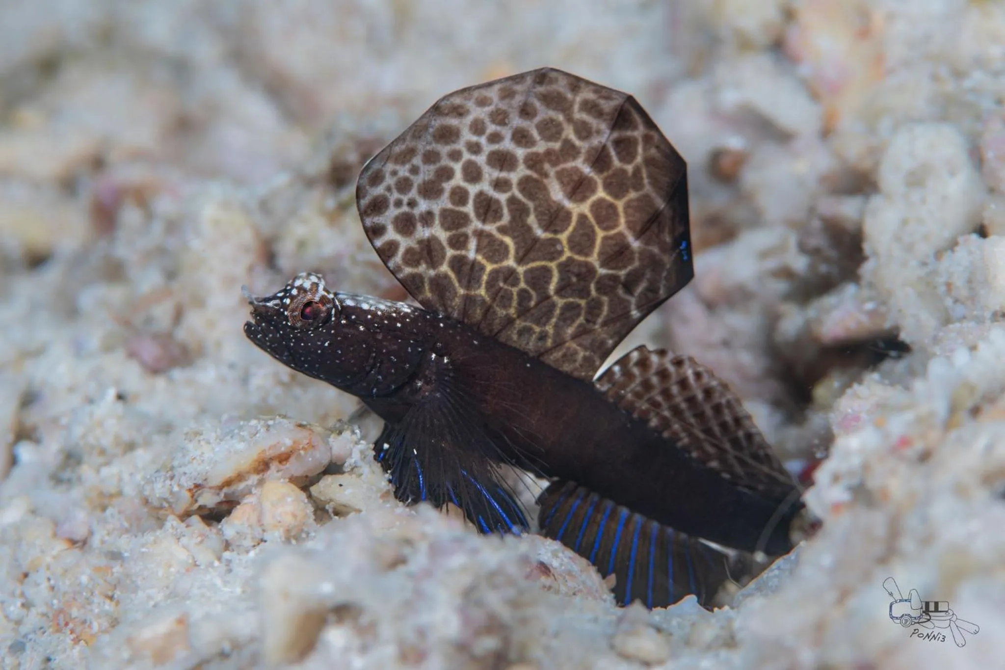 Diving in Sunset Cove Beach & Dive Resort