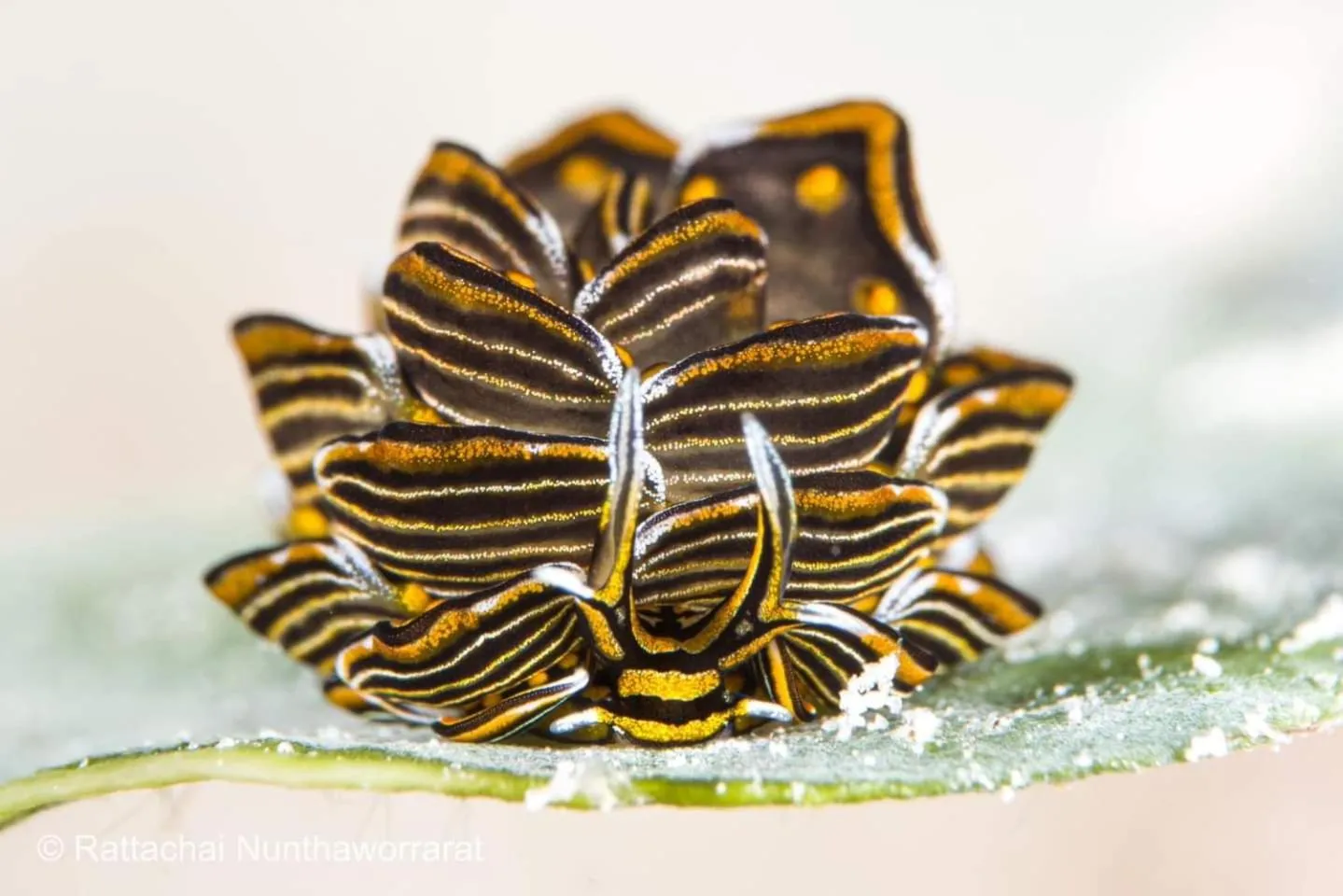 Diving in Sunset Cove Beach & Dive Resort