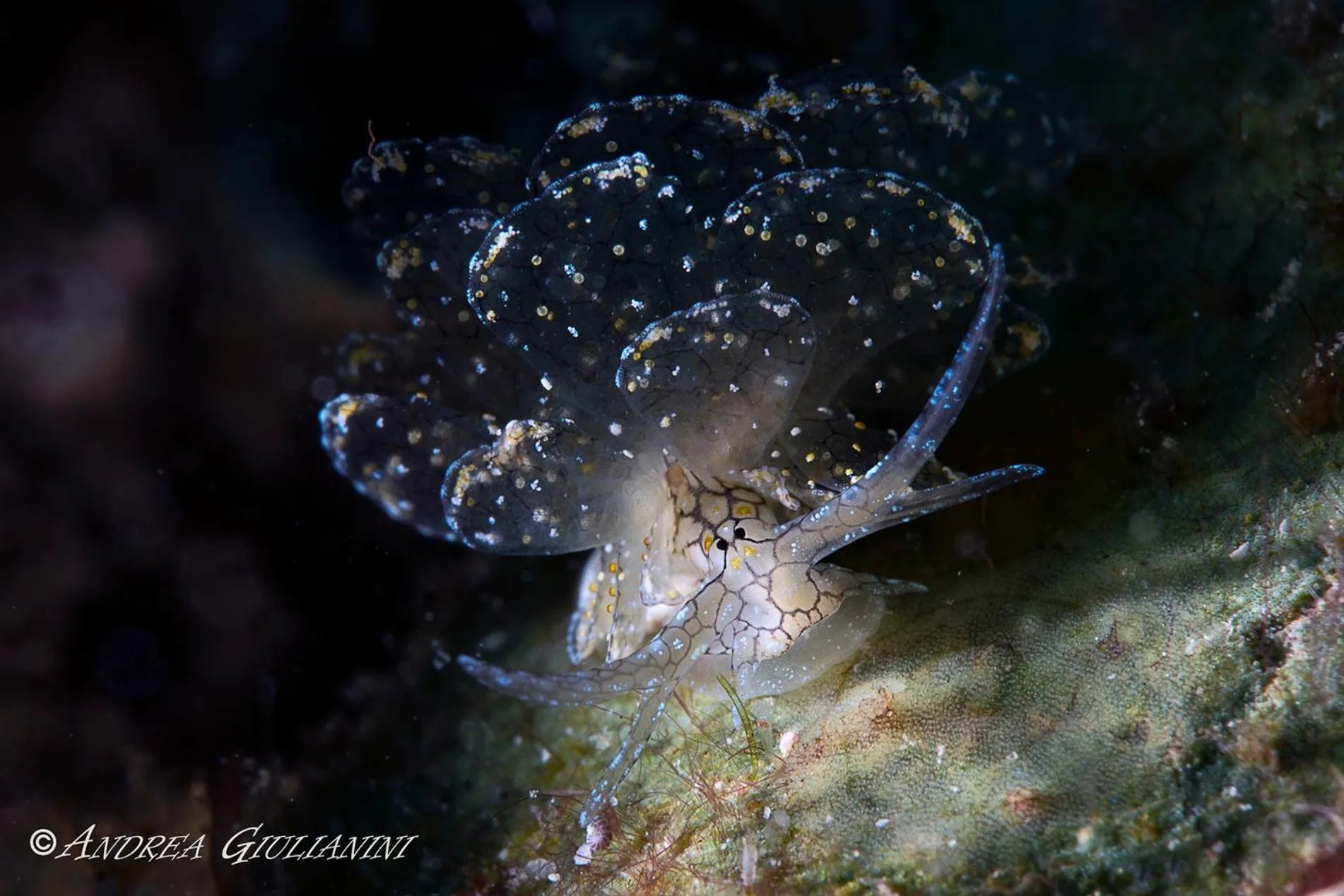 Diving in Sunset Cove Beach & Dive Resort