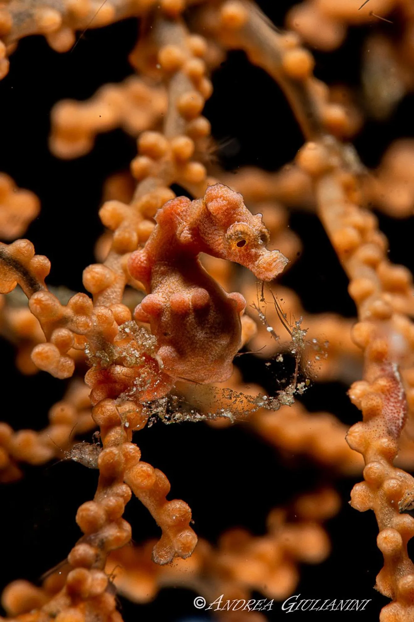 Diving in Sunset Cove Beach & Dive Resort