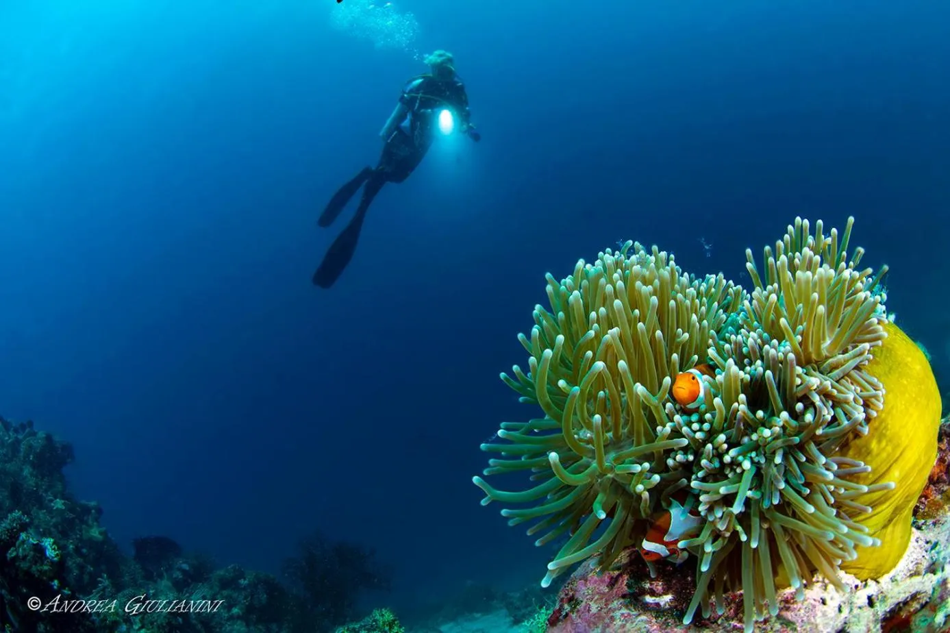 Diving in Sunset Cove Beach & Dive Resort
