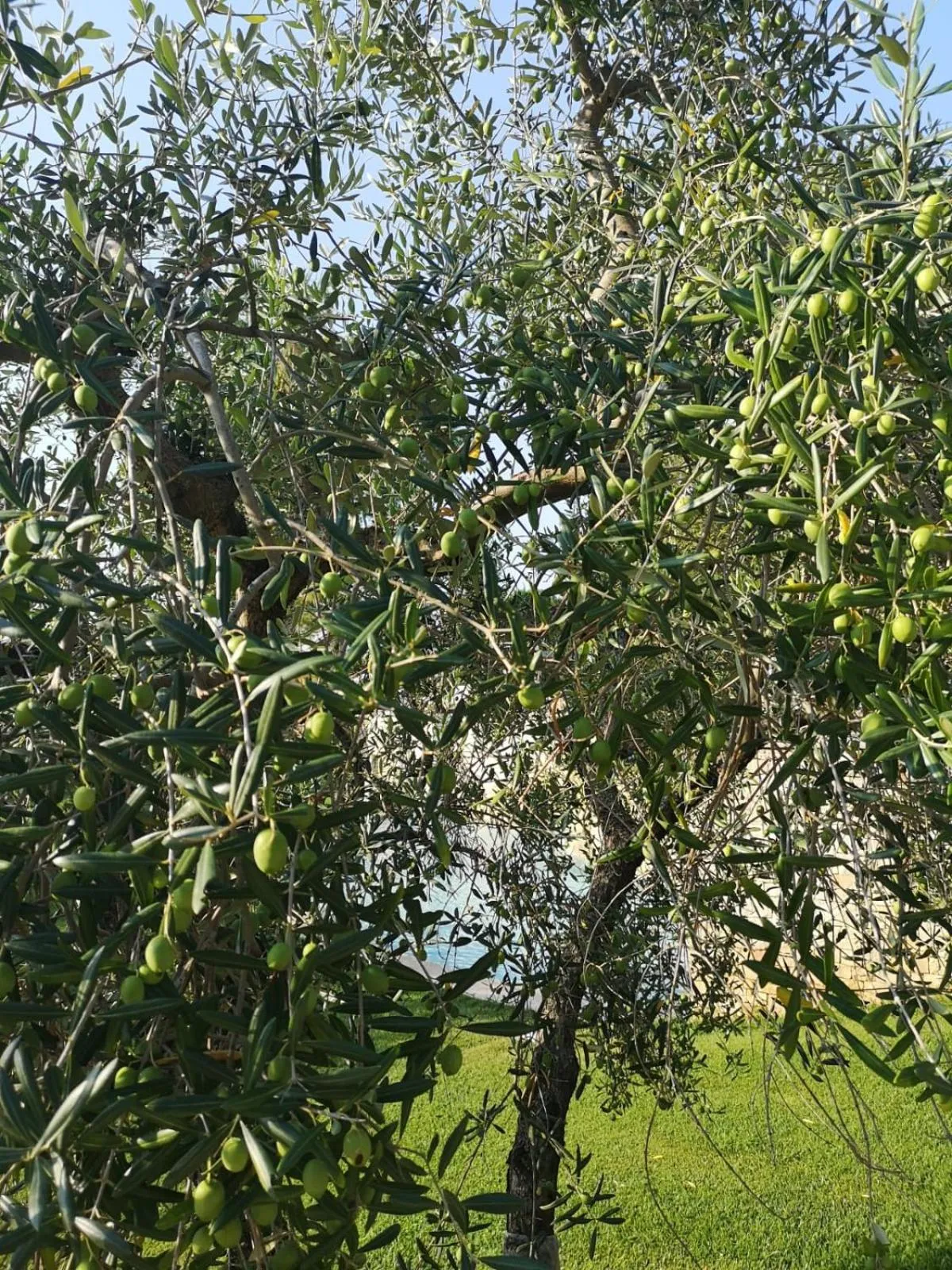Garden in Villa delle Querce Resort