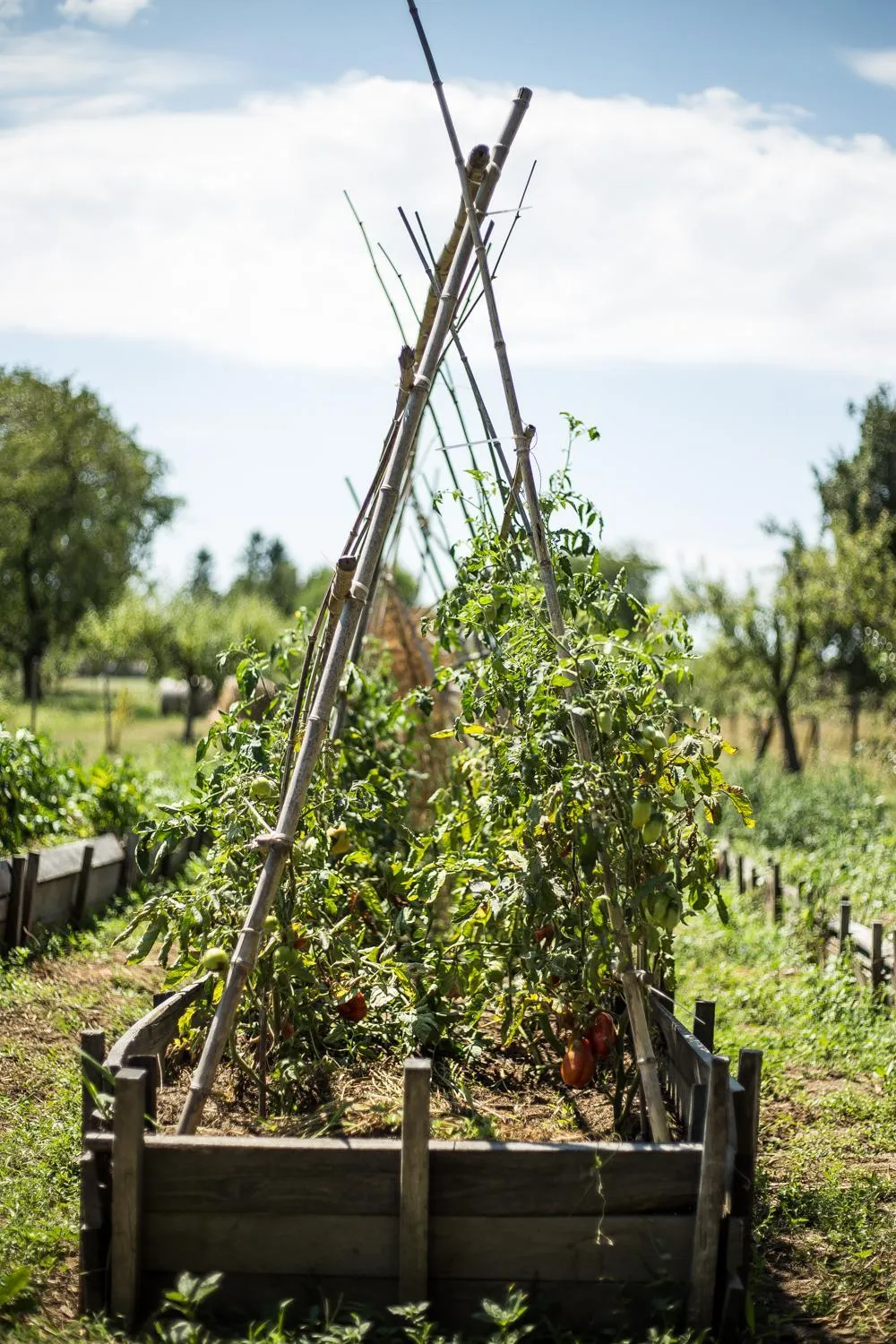 Garden in Nyirfa Apartmanház Döröske