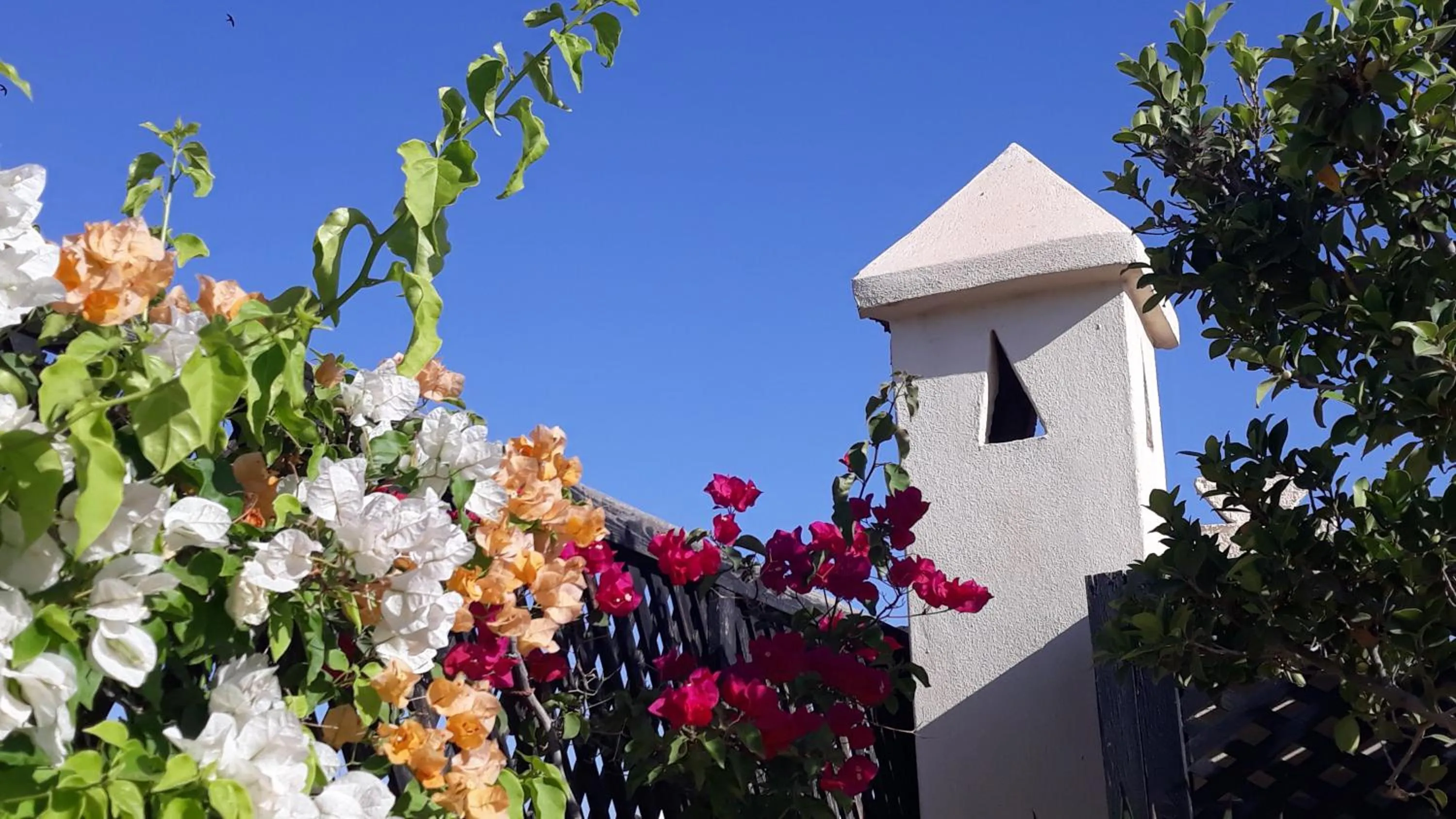 Garden in Riad Dar Zampa