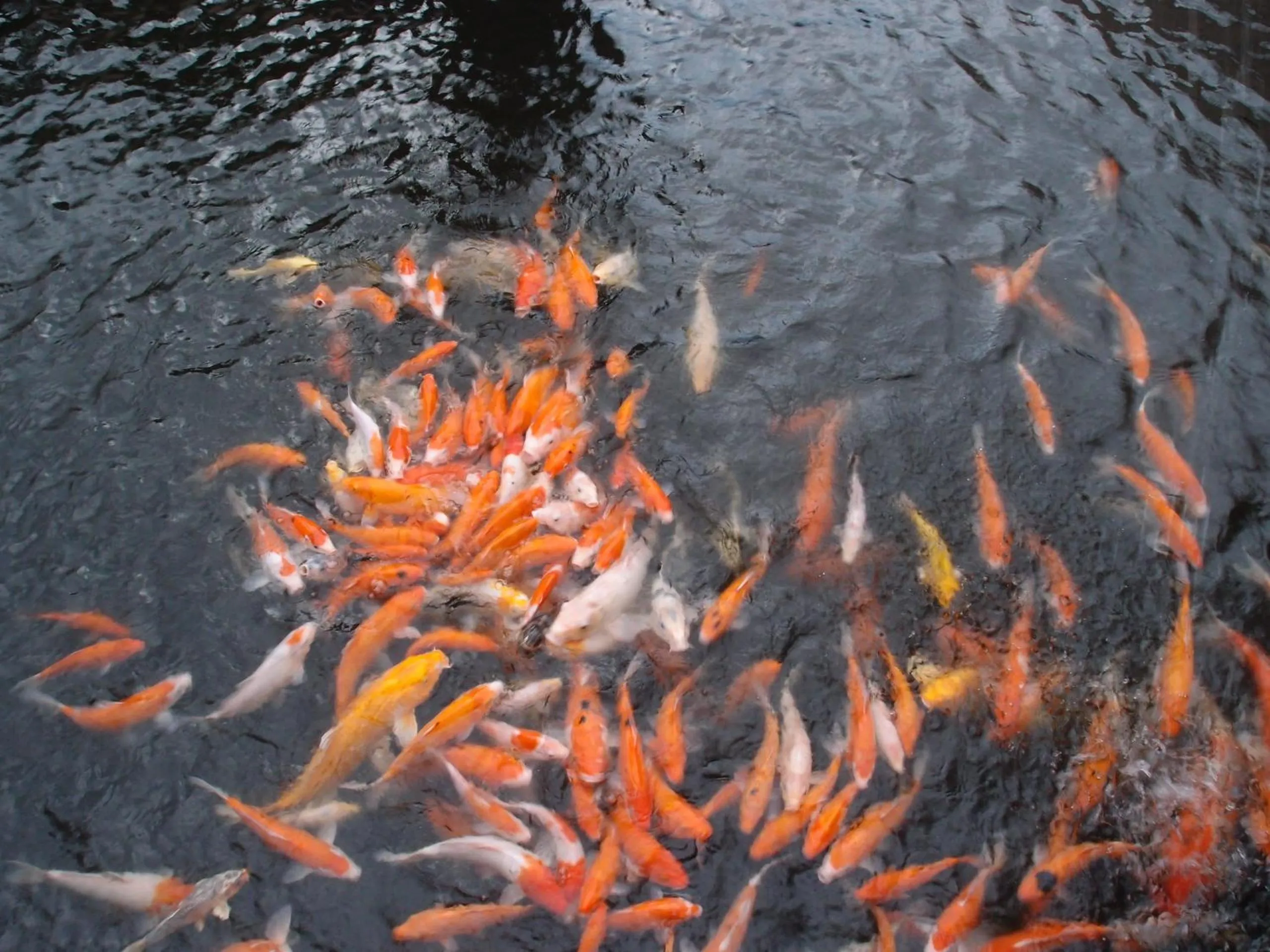 Other in Spring Fountain Hotel