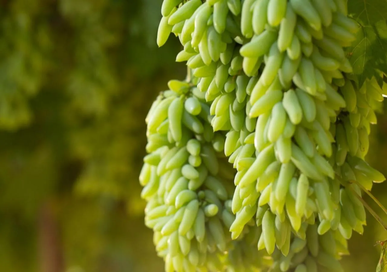 Nearby landmark in Dona Adelia Hotel e Restaurante