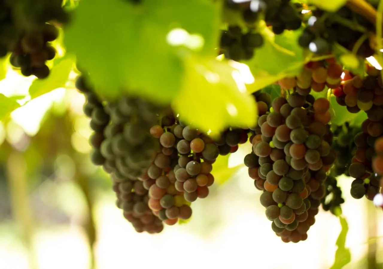 Nearby landmark in Dona Adelia Hotel e Restaurante