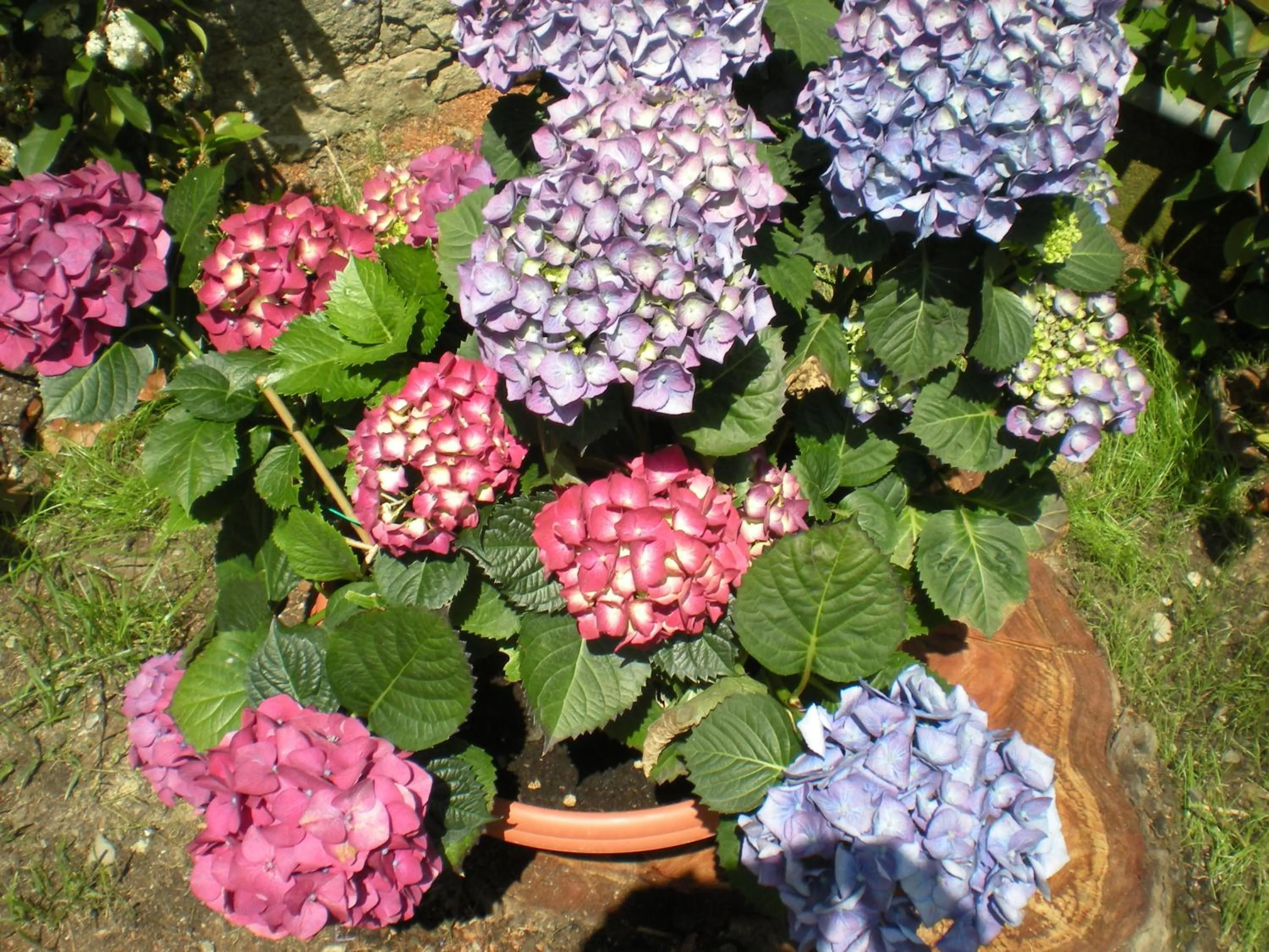 Garden in B&B Al Calcandola