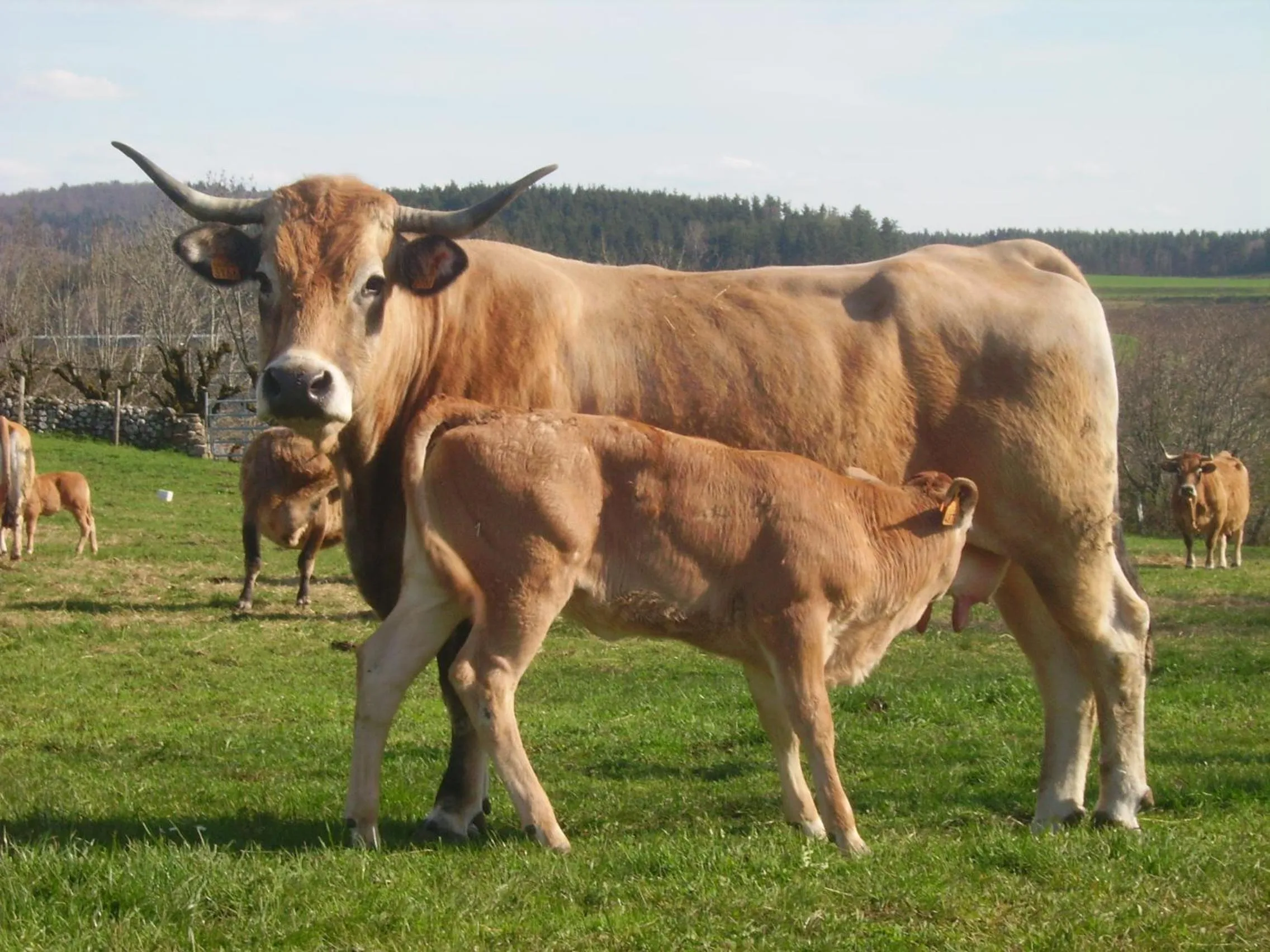 Area and facilities in Logis Hôtel-restaurant Les Coudercous