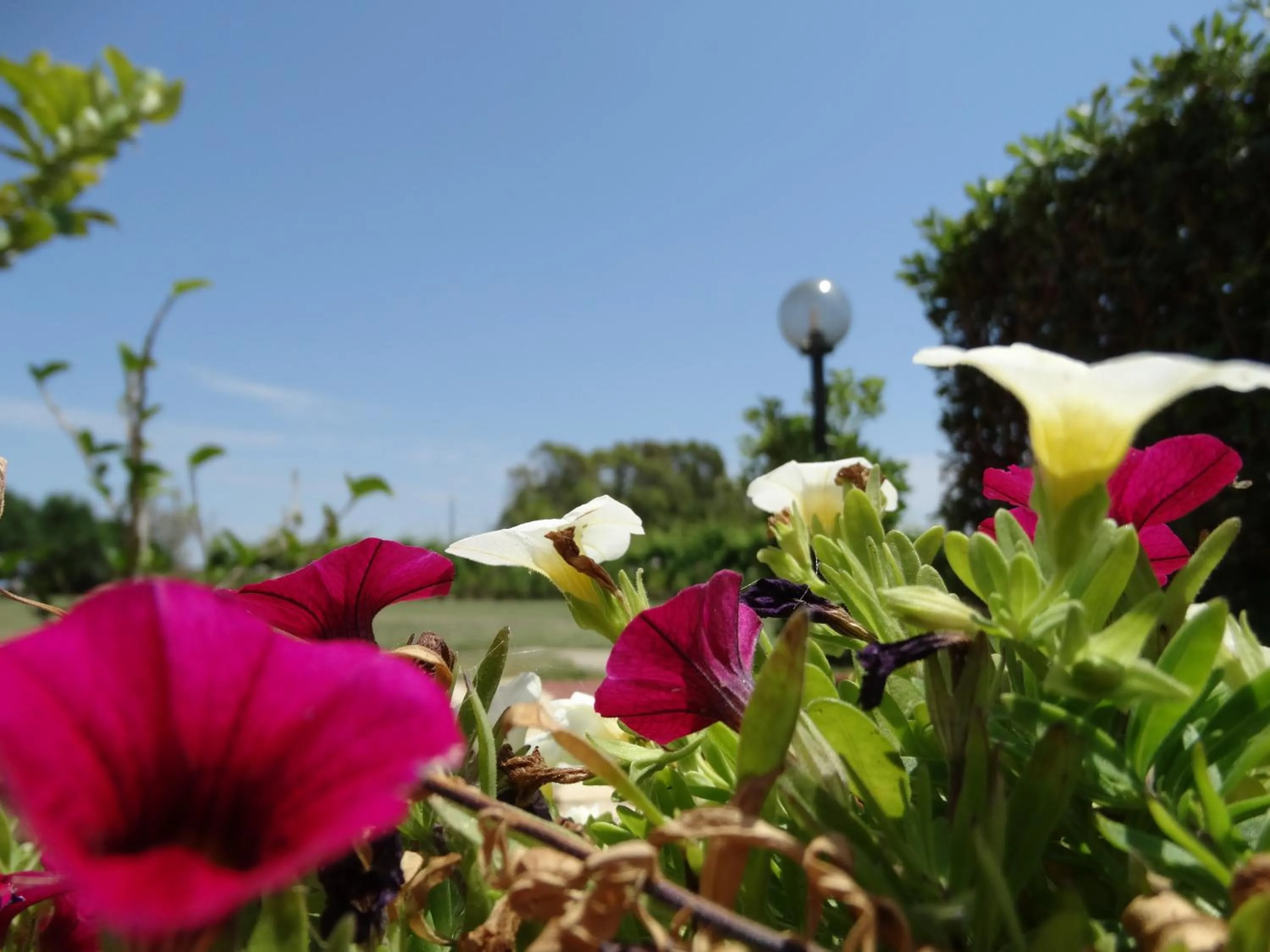 Decorative detail in Il Pagio