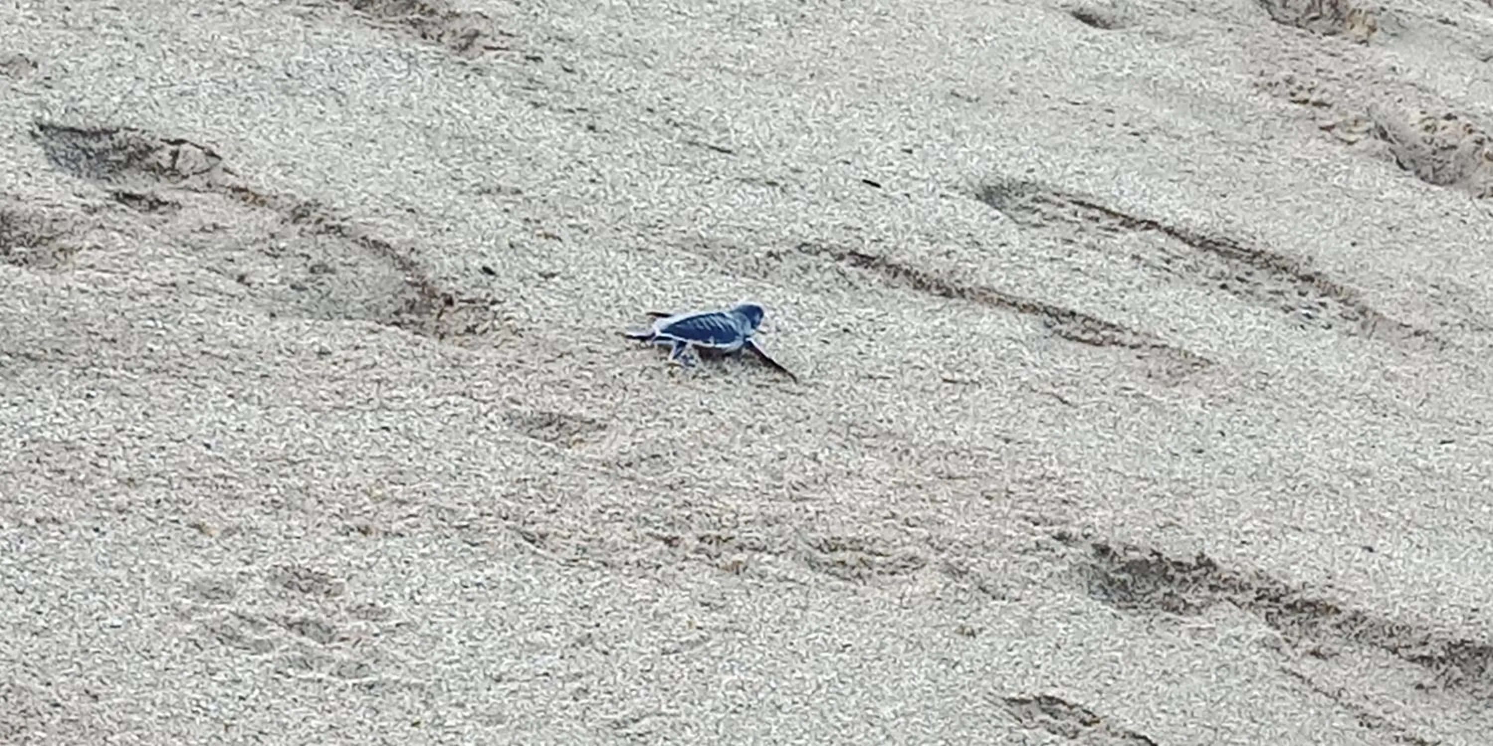 Beach in Cheap Inn Banyuwangi