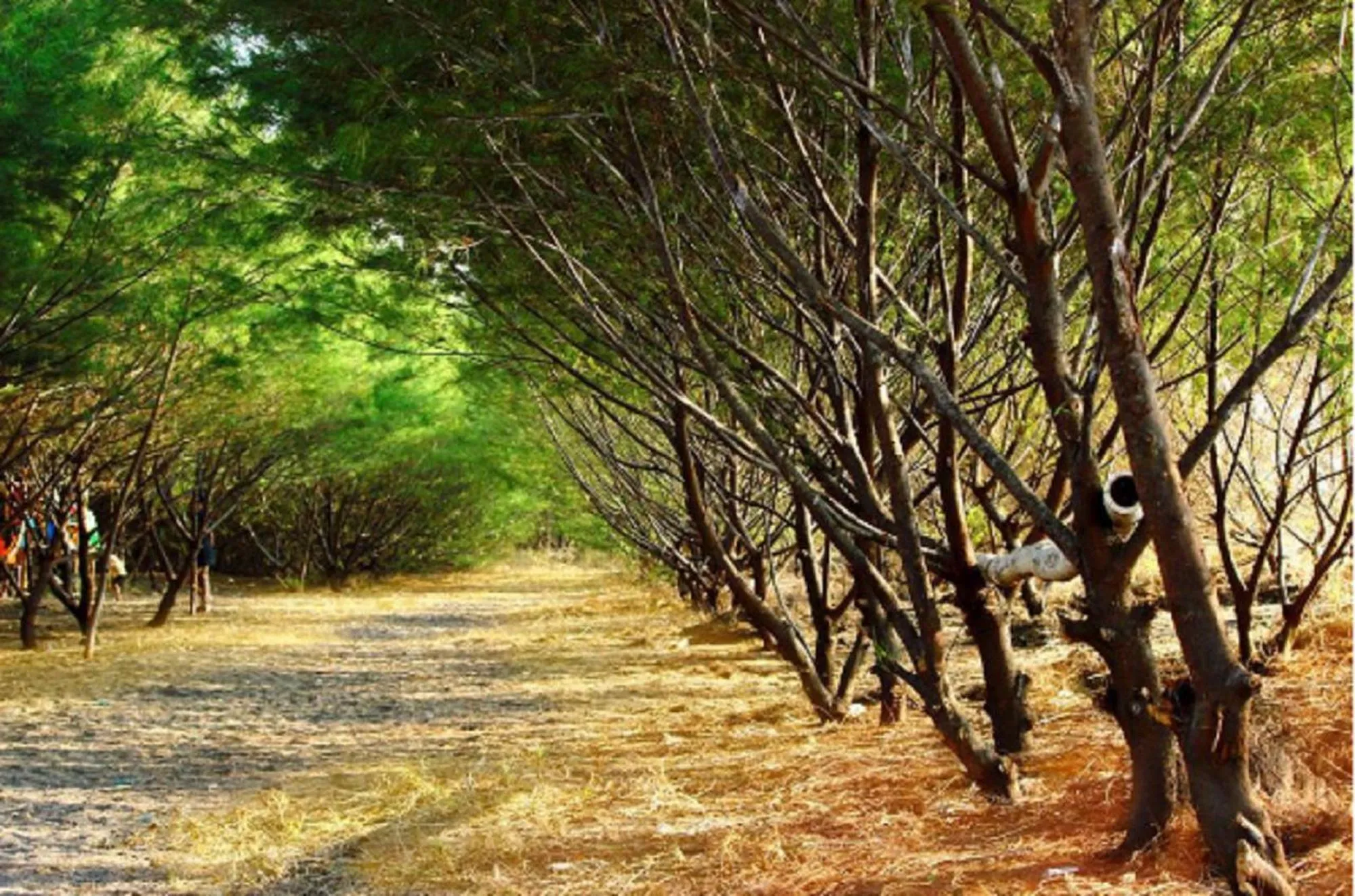 Natural landscape in Cheap Inn Banyuwangi