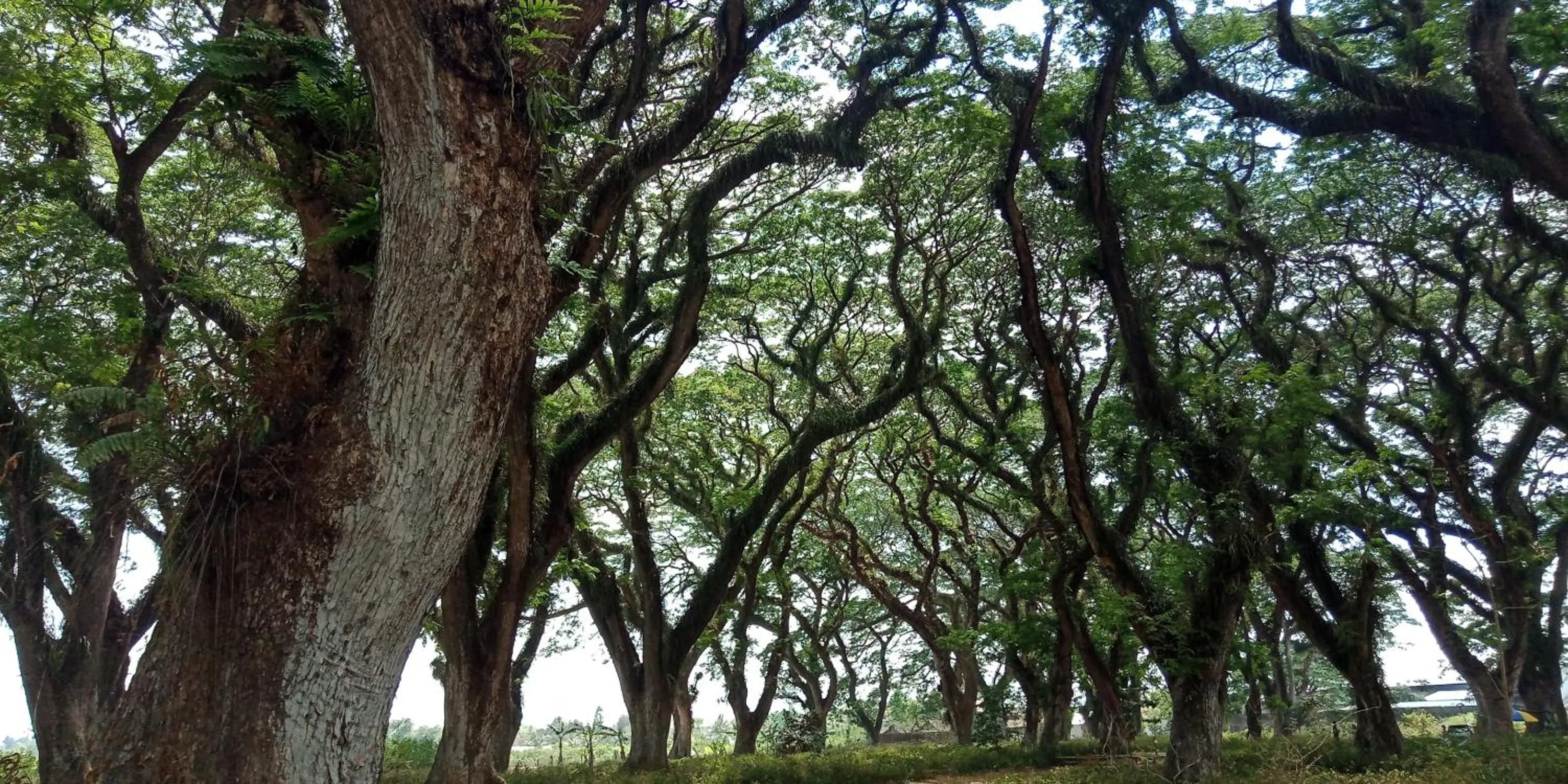 Natural landscape in Cheap Inn Banyuwangi