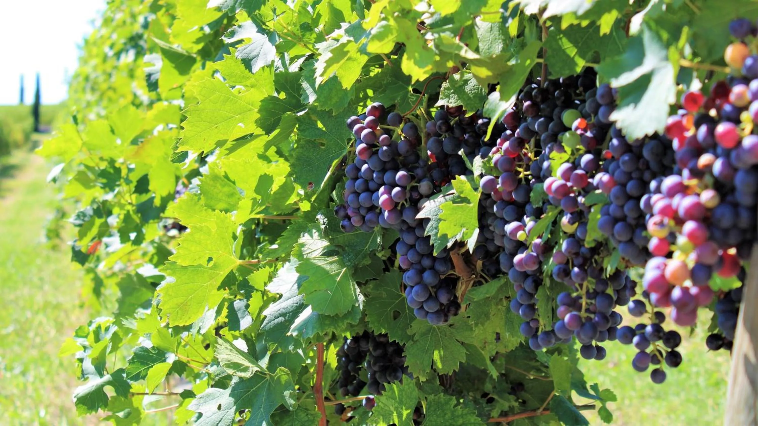 Day in Borgo Romantico Green Relais