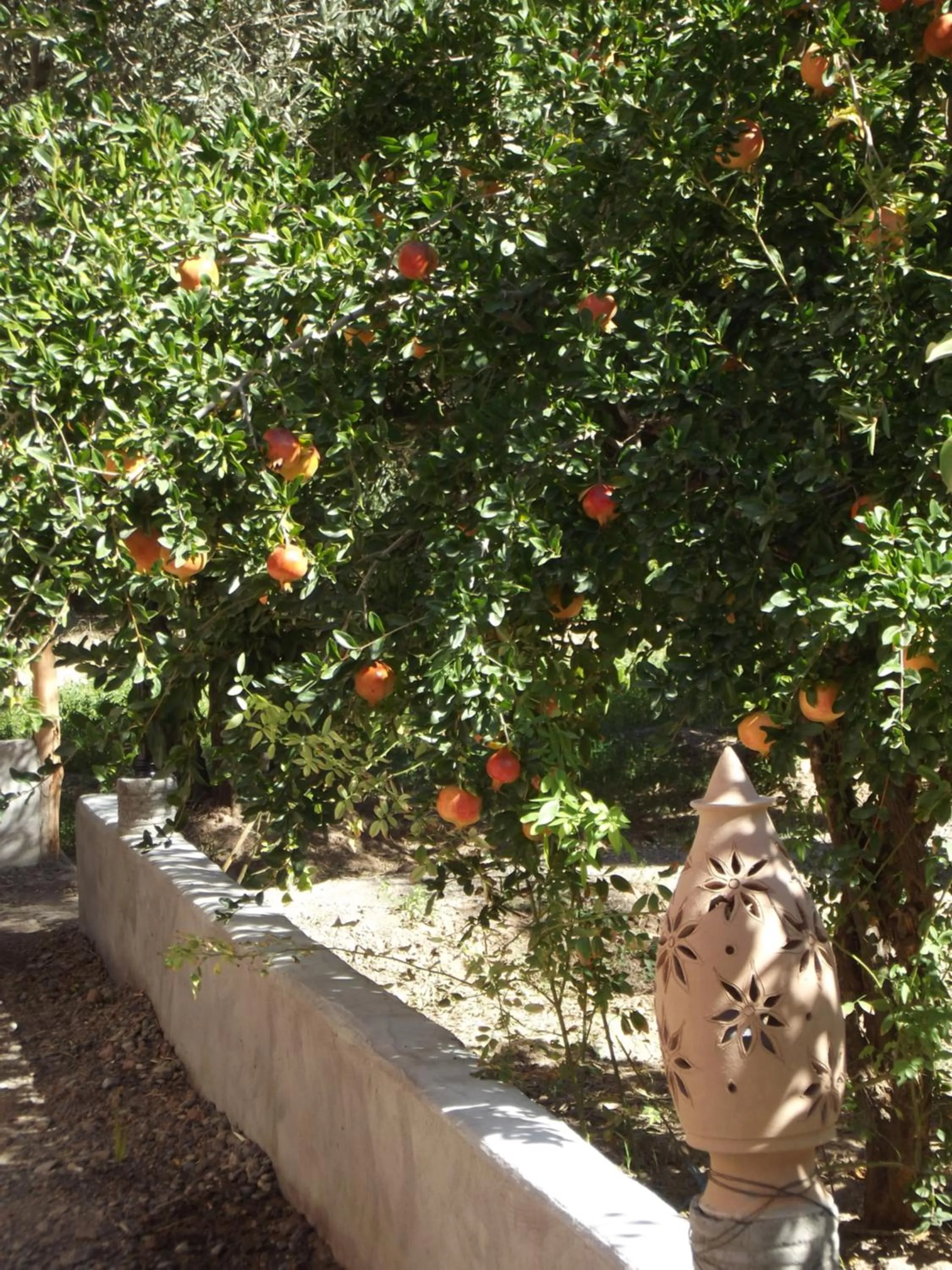 Garden in LE JARDIN DES GRENADIERS