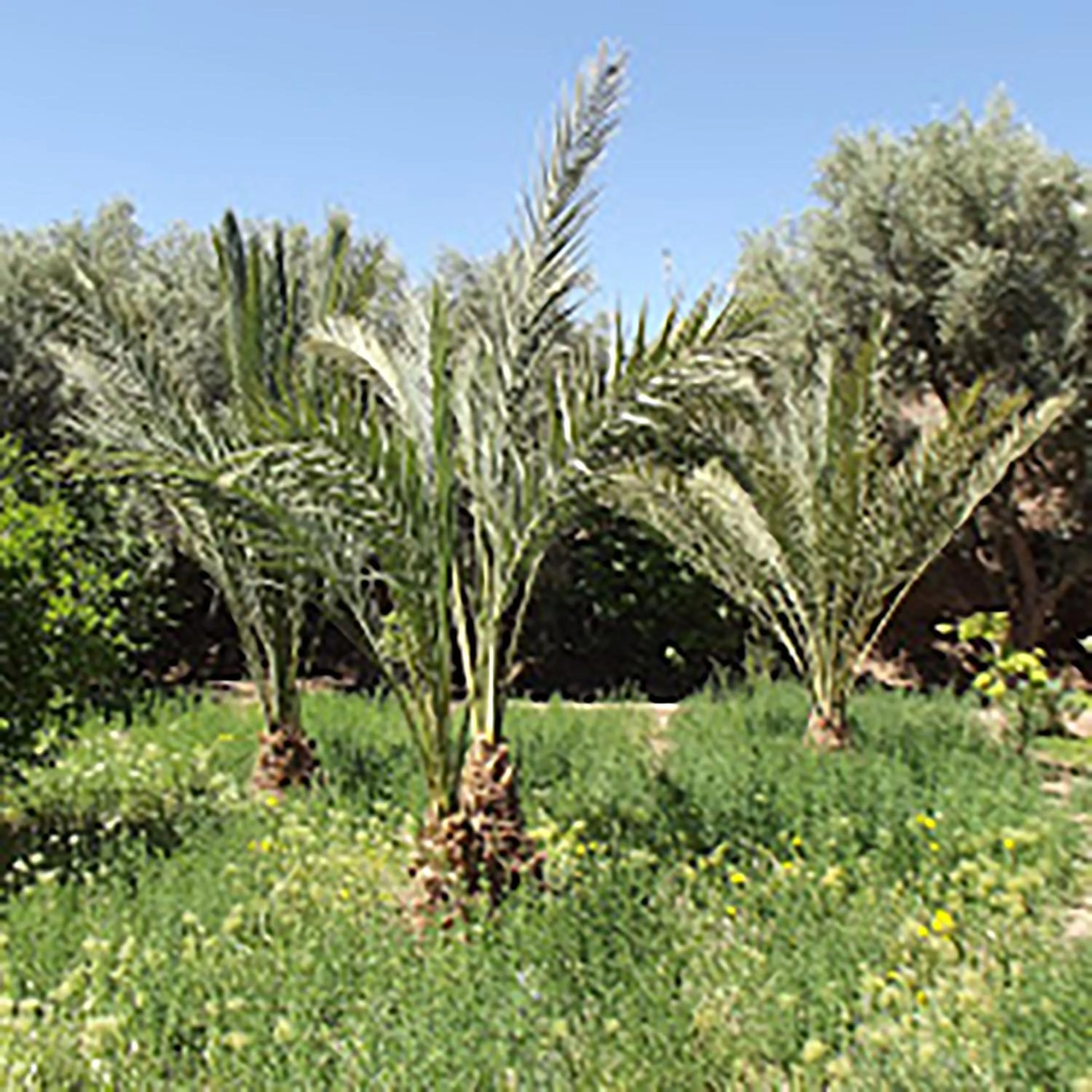 Garden in LE JARDIN DES GRENADIERS