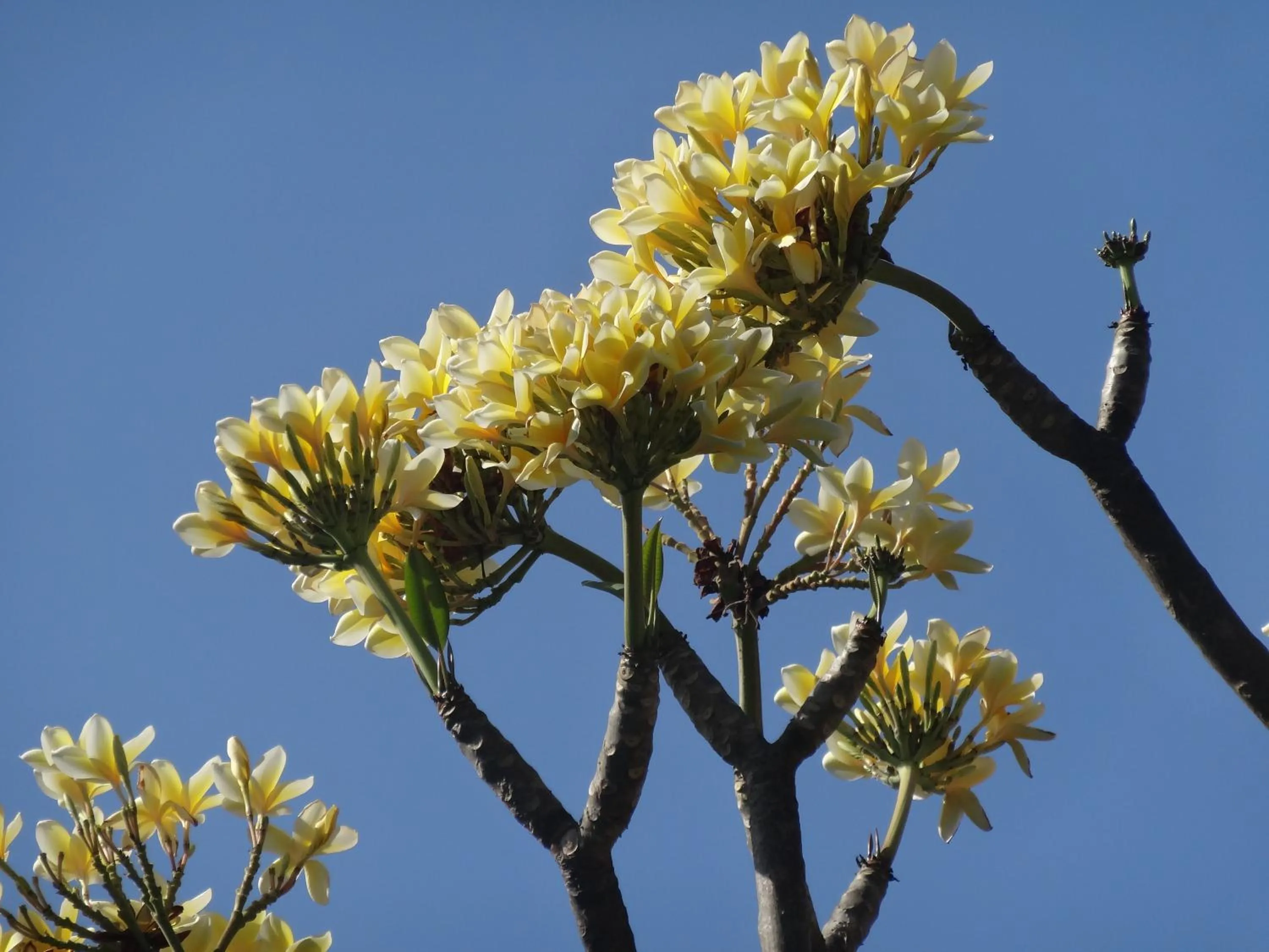 Decorative detail in The Calmtree Bungalows