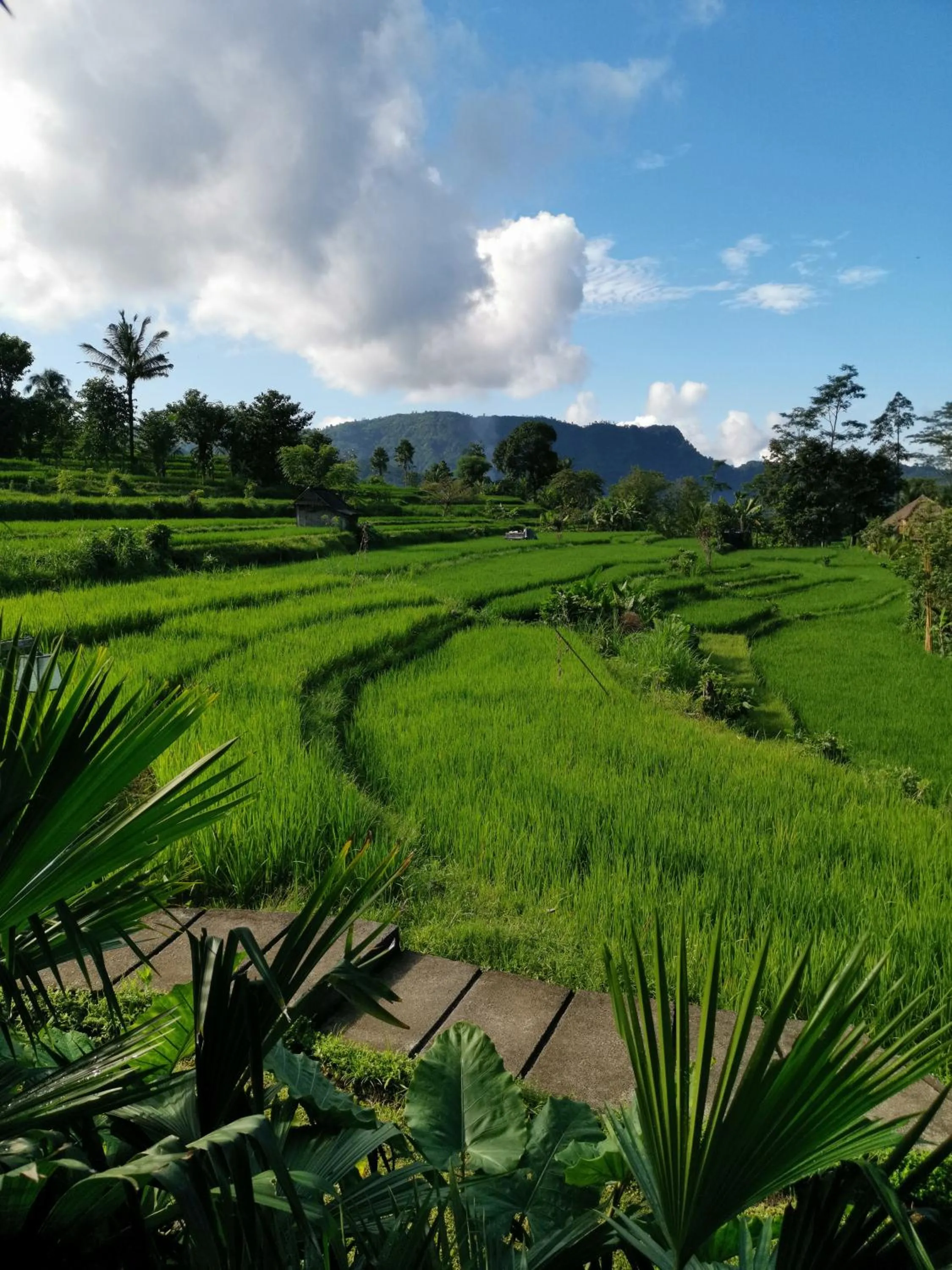 Natural landscape in Sawah Indah Villa